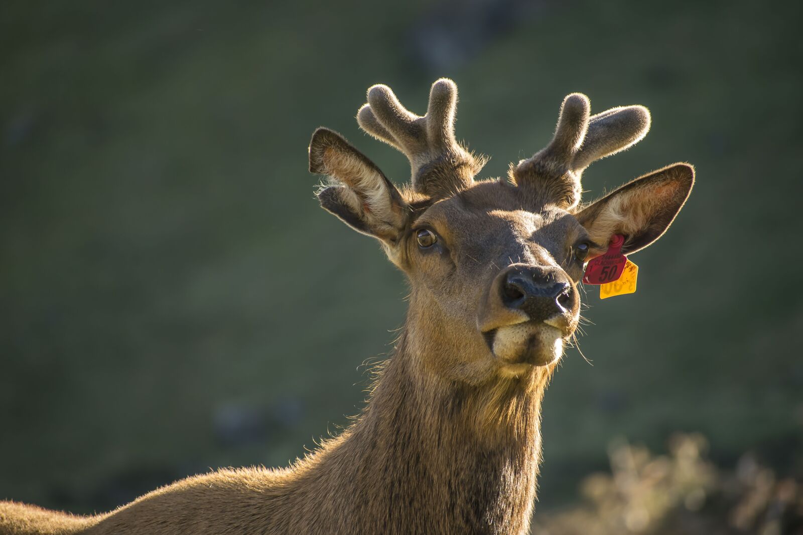 Nikon D5300 sample photo. Reindeer, animal, wildlife photography