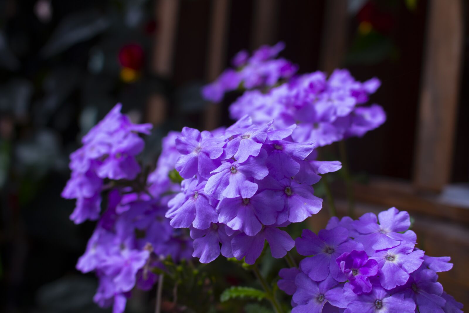 Canon EOS 700D (EOS Rebel T5i / EOS Kiss X7i) sample photo. Flowers, violets, pots photography