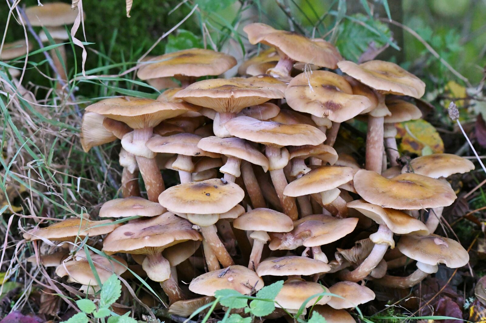 Nikon D500 sample photo. Mushrooms, fungi, autumn photography
