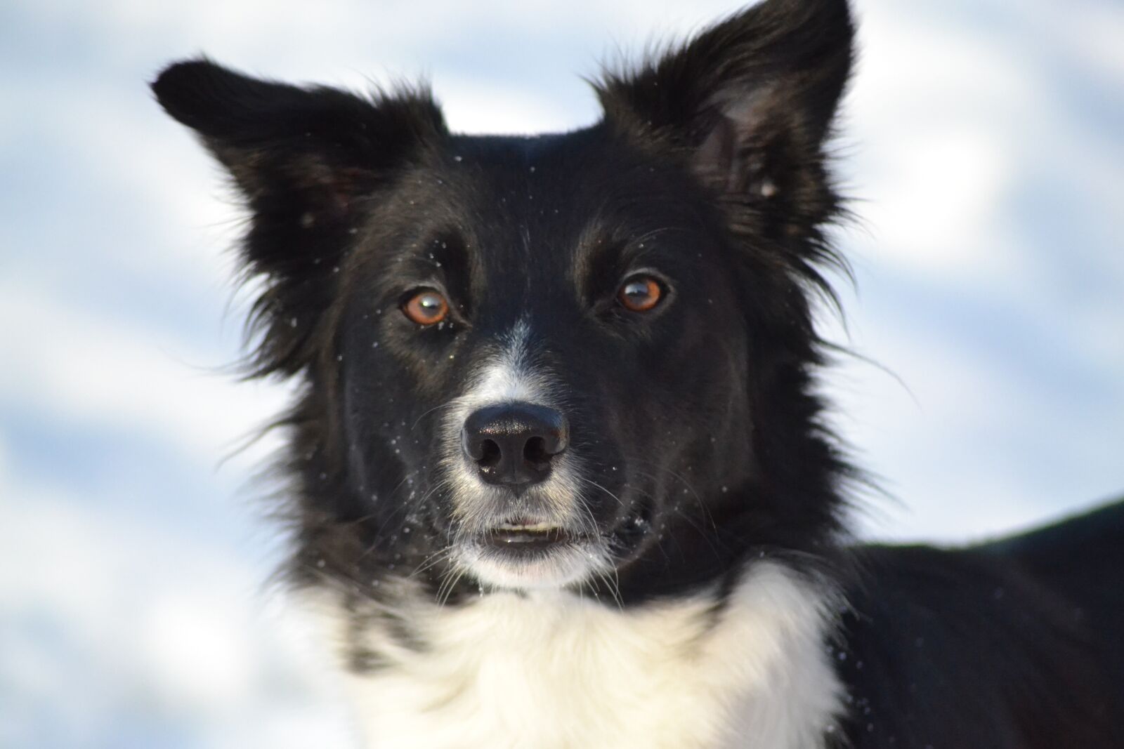 Nikon D3100 sample photo. Dog, border collie, winter photography