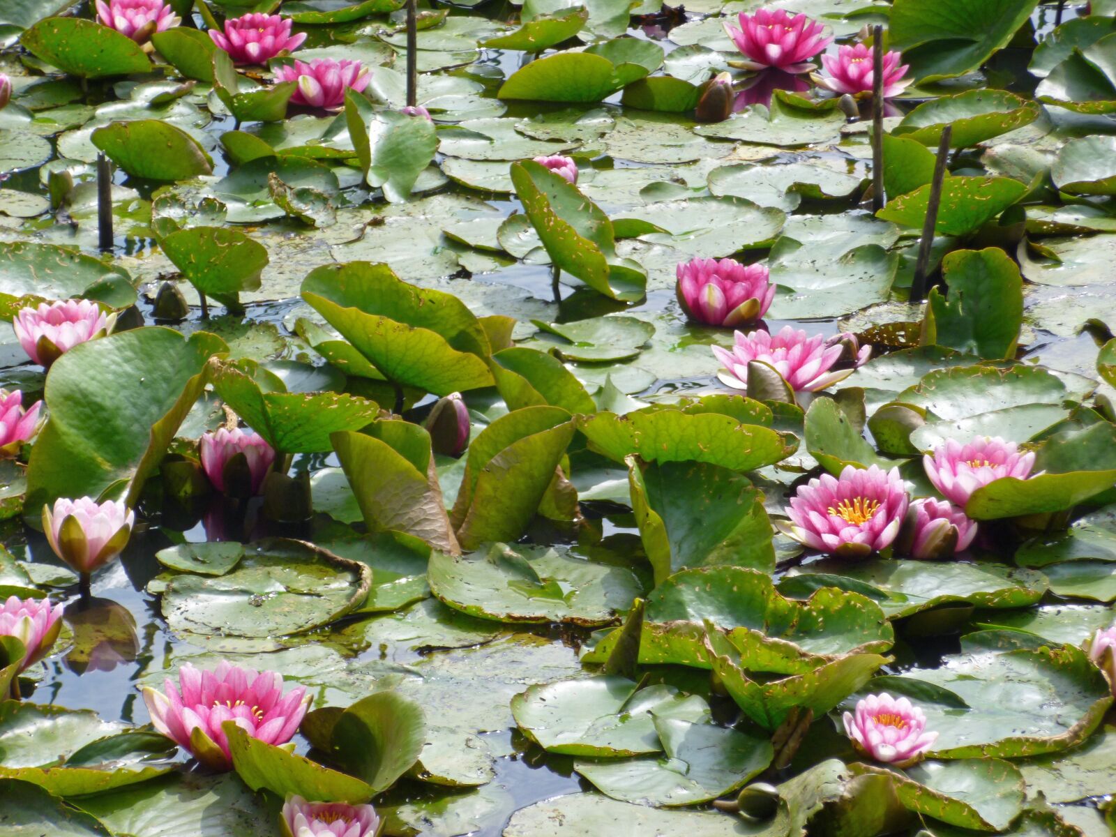 Panasonic DMC-SZ3 sample photo. Nuphar, water lilies, pink photography