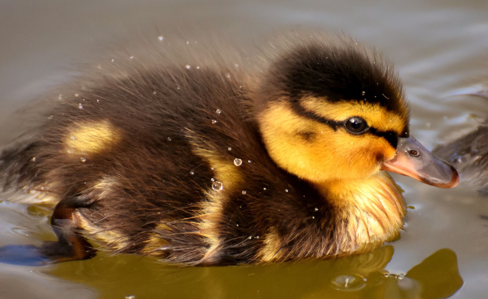 Nikon D7200 sample photo. Mallard, ducklings, duck photography