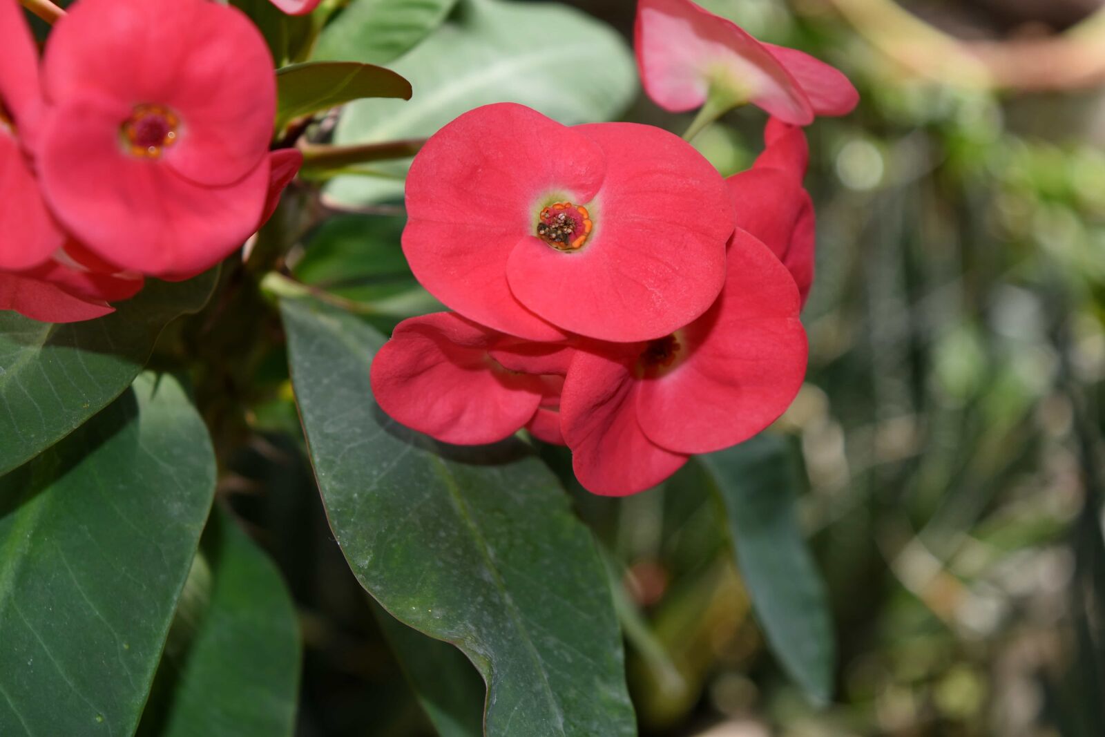 Nikon D5500 sample photo. Petal, plant, flower, nature photography