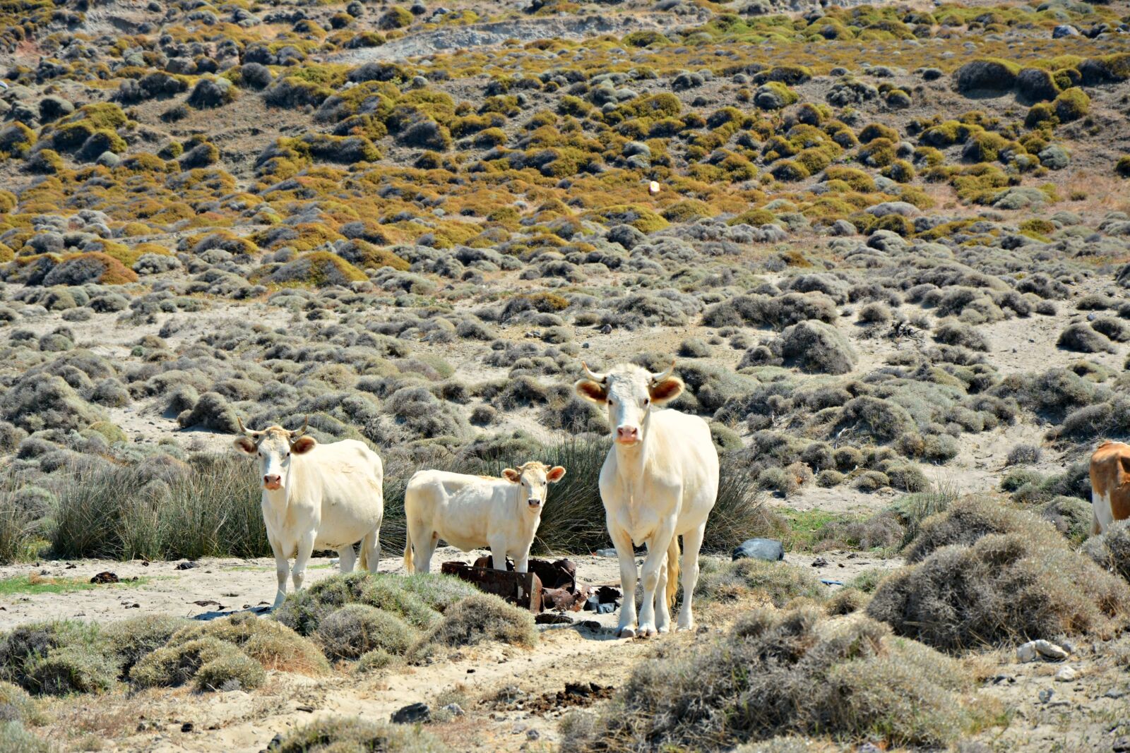 Nikon D7100 sample photo. Oxes, beach, nature photography
