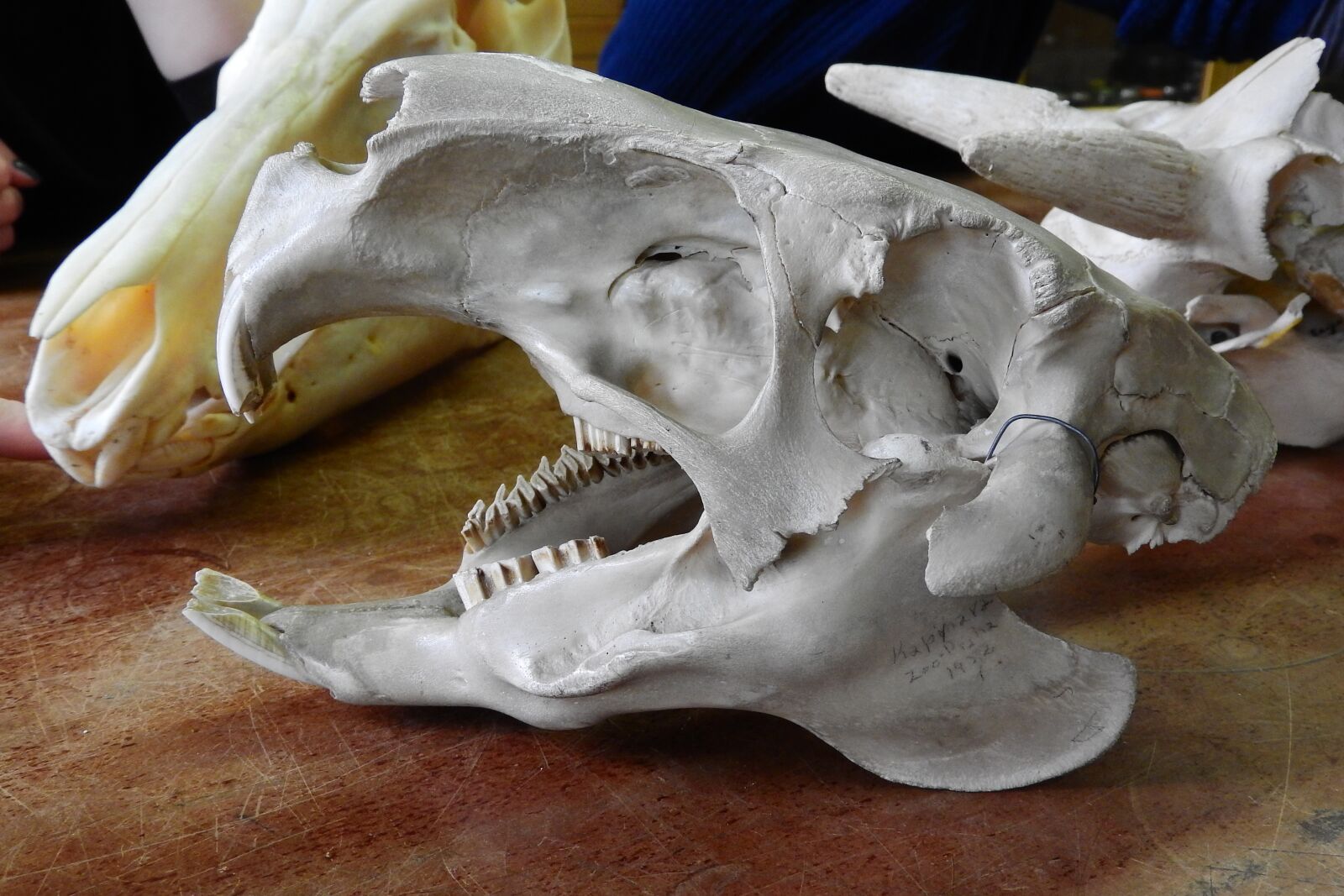Nikon Coolpix P610 sample photo. Skull, skeleton, teeth photography