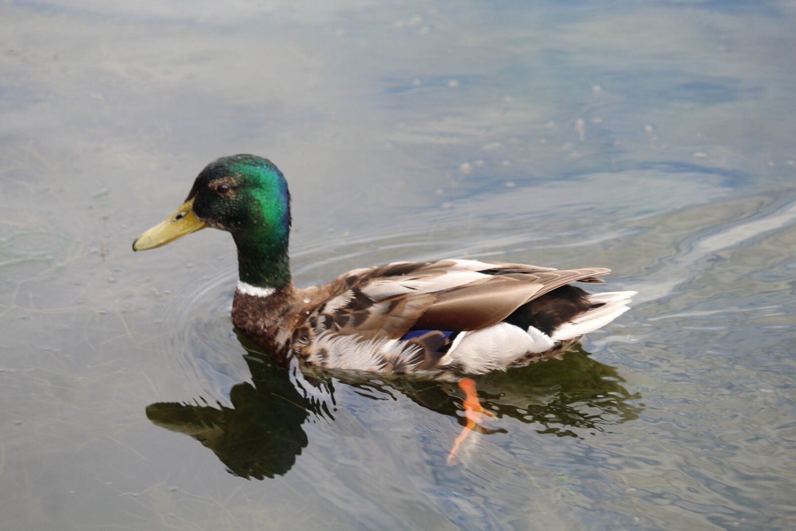 Canon EOS 1200D (EOS Rebel T5 / EOS Kiss X70 / EOS Hi) sample photo. Duck, drake, mallard photography