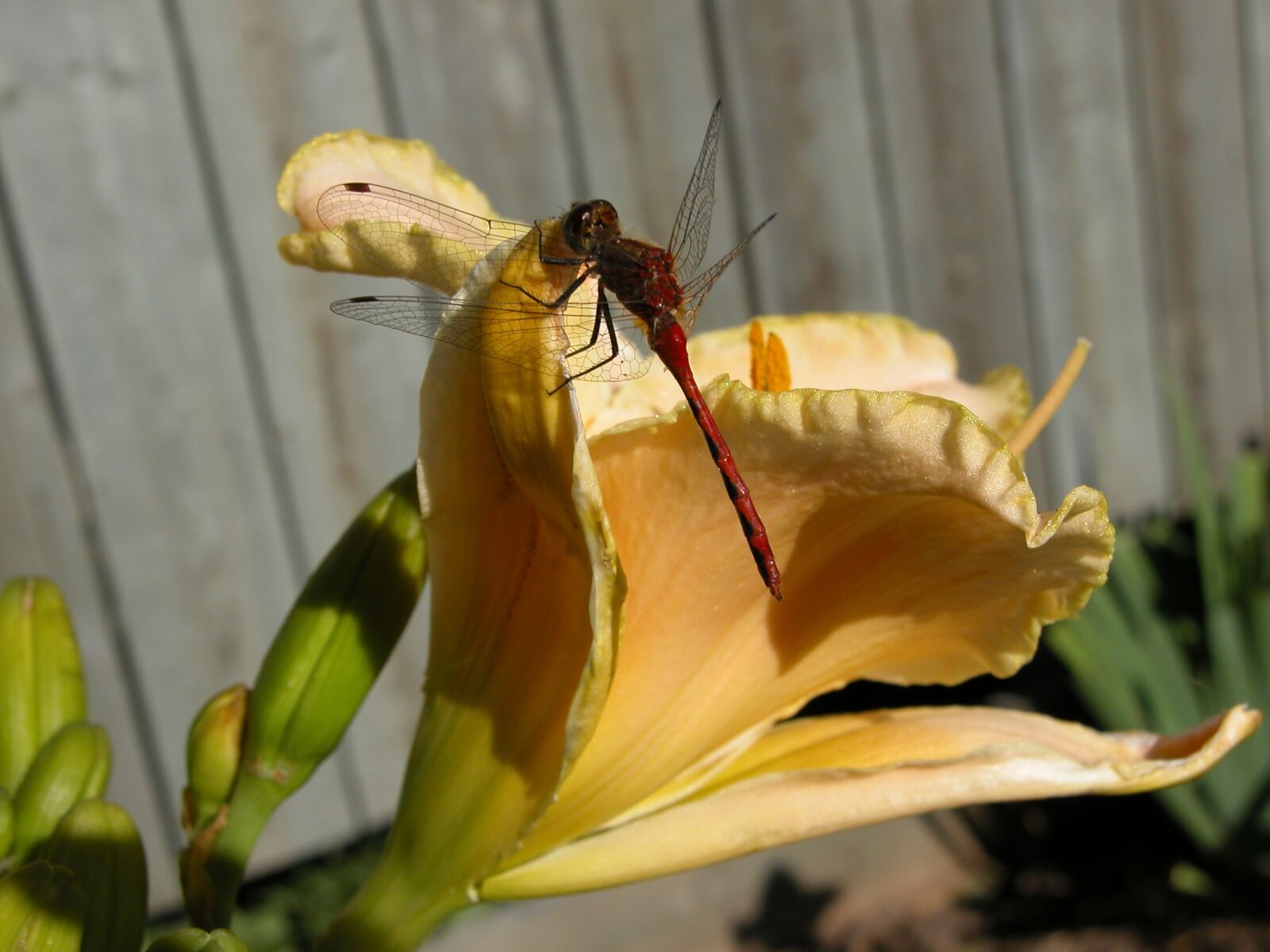Nikon E5700 sample photo. Dragonfly, daylily, insect photography