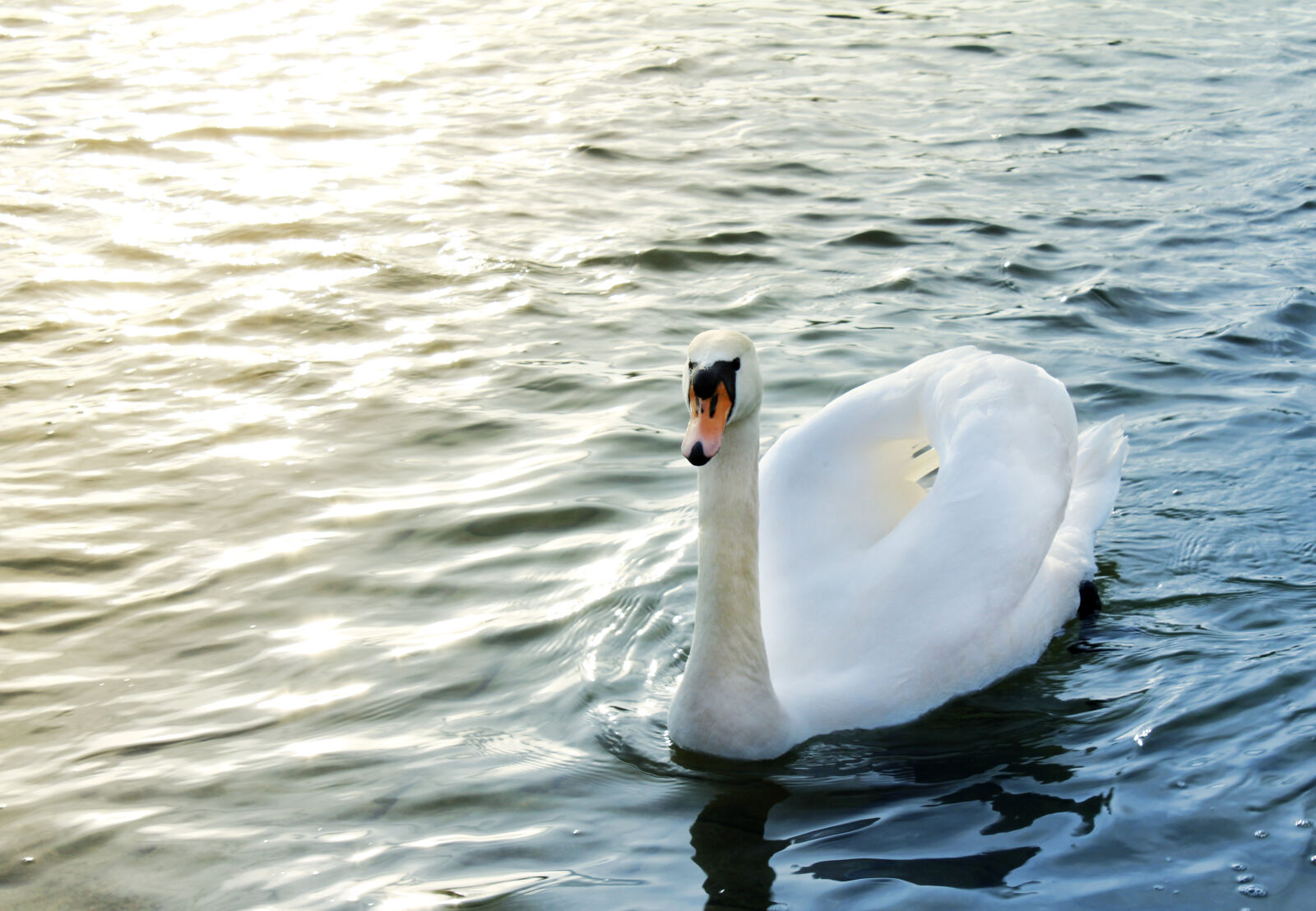 Canon EOS 550D (EOS Rebel T2i / EOS Kiss X4) sample photo. Nature, water, animal, river photography