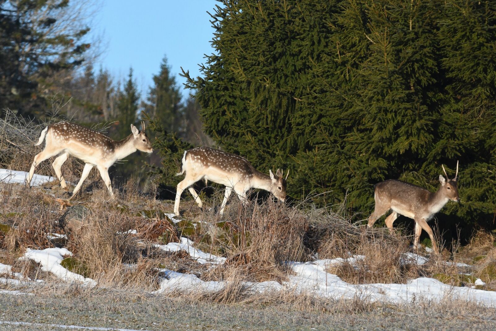 Nikon D7500 sample photo. Nature, mammal, animal life photography