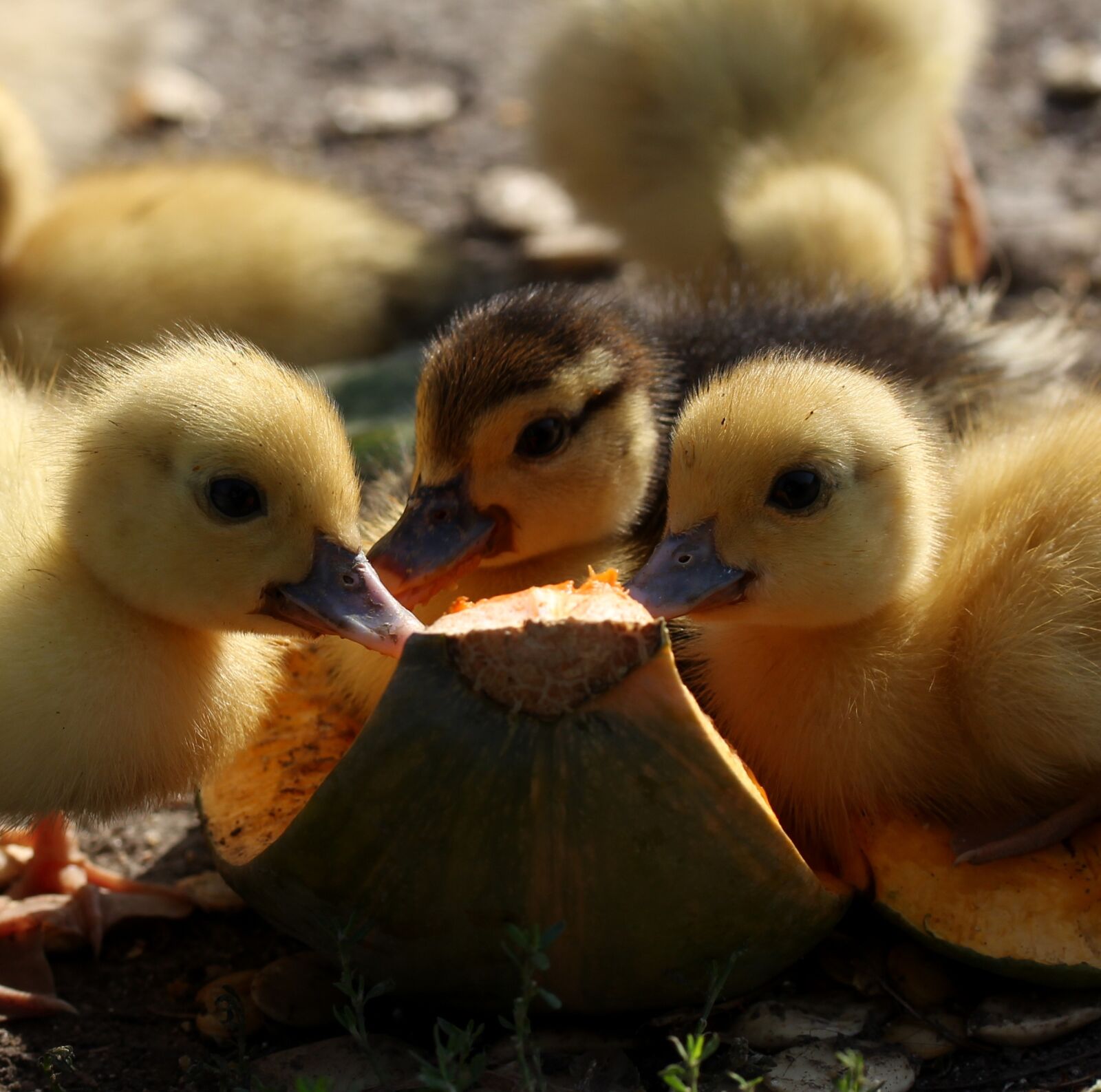Canon EF-S 60mm F2.8 Macro USM sample photo. Duckling, fluffy, cute photography