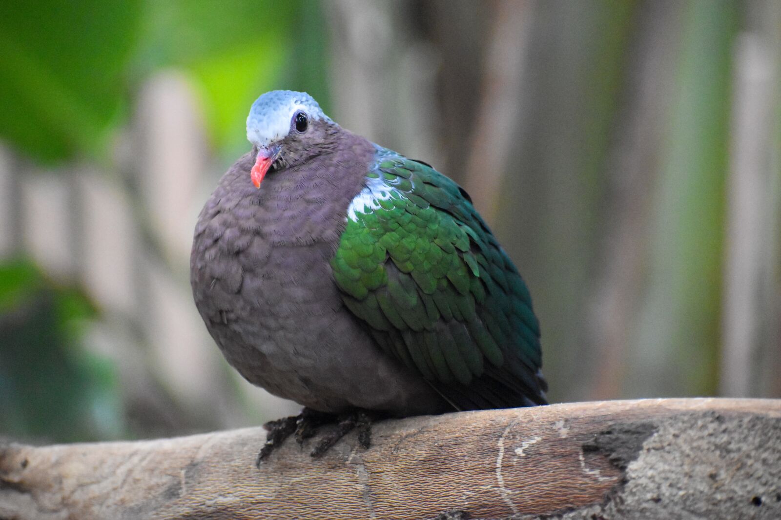 Nikon D5500 sample photo. Dove, bird, sitting photography