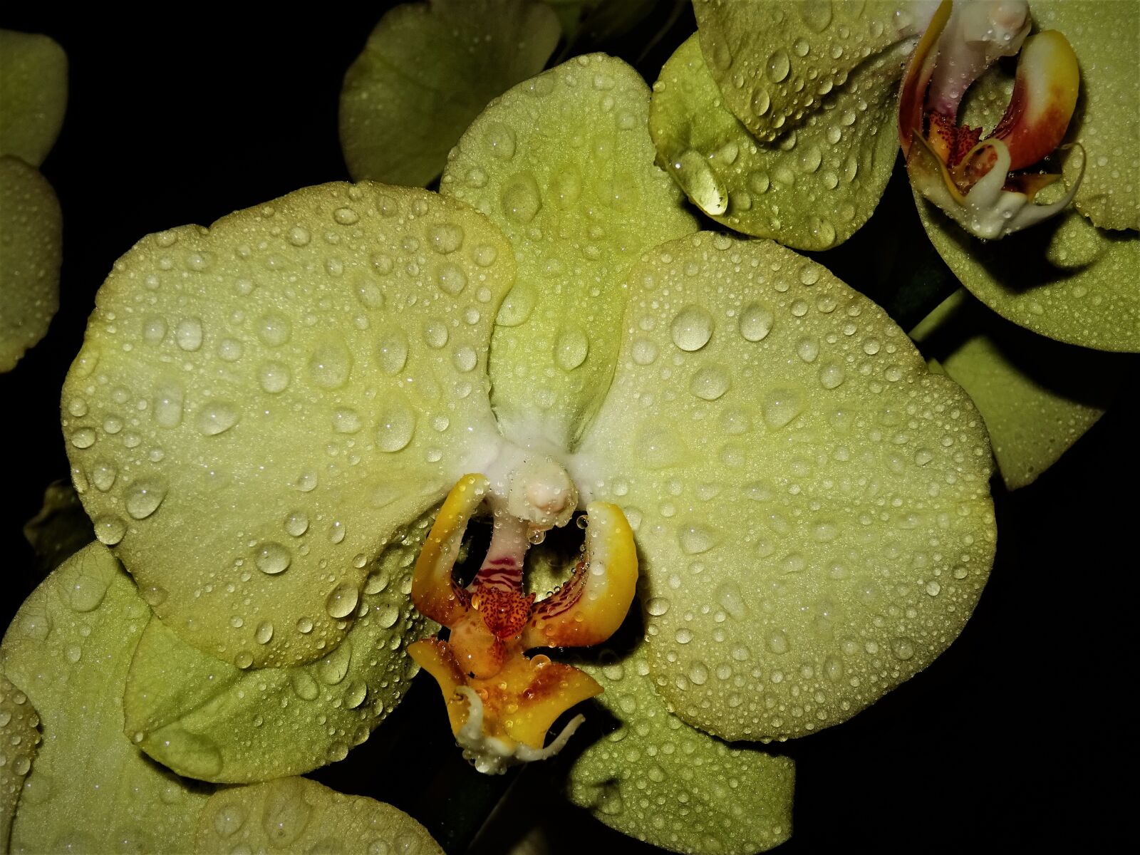 Sony DSC-HX60V sample photo. Flower, nature, plant photography