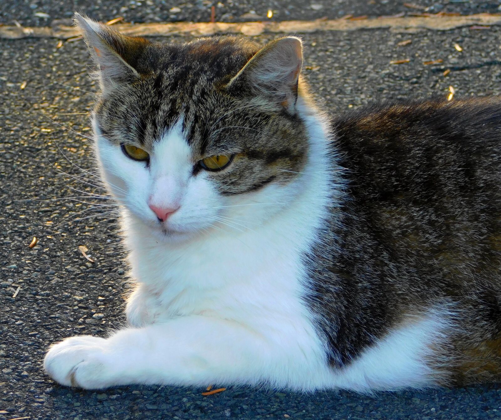 Nikon Coolpix L840 sample photo. Cat, thoughtful, cat is photography