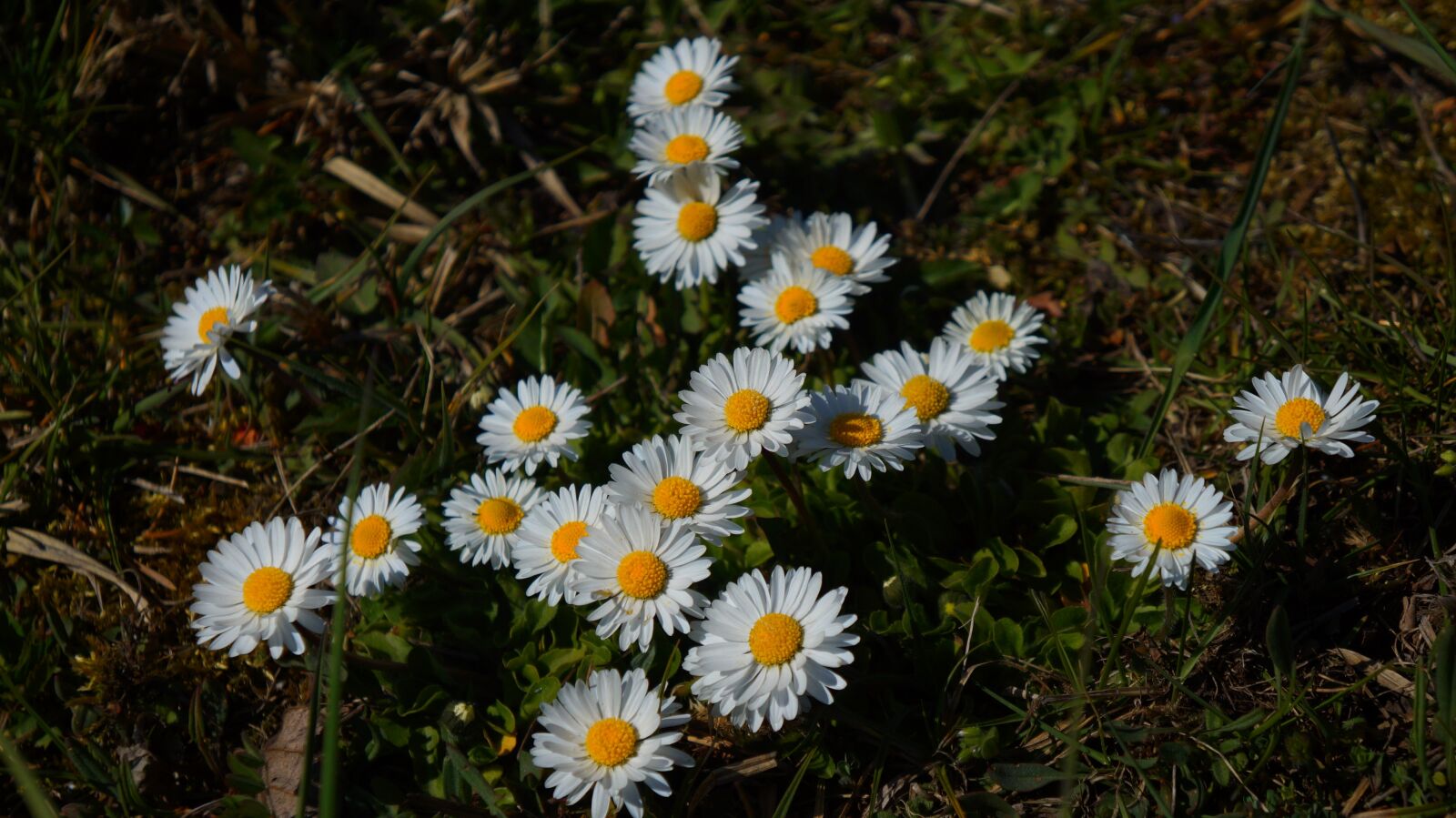 Sony Alpha a3000 sample photo. Nature, plants, flowers photography