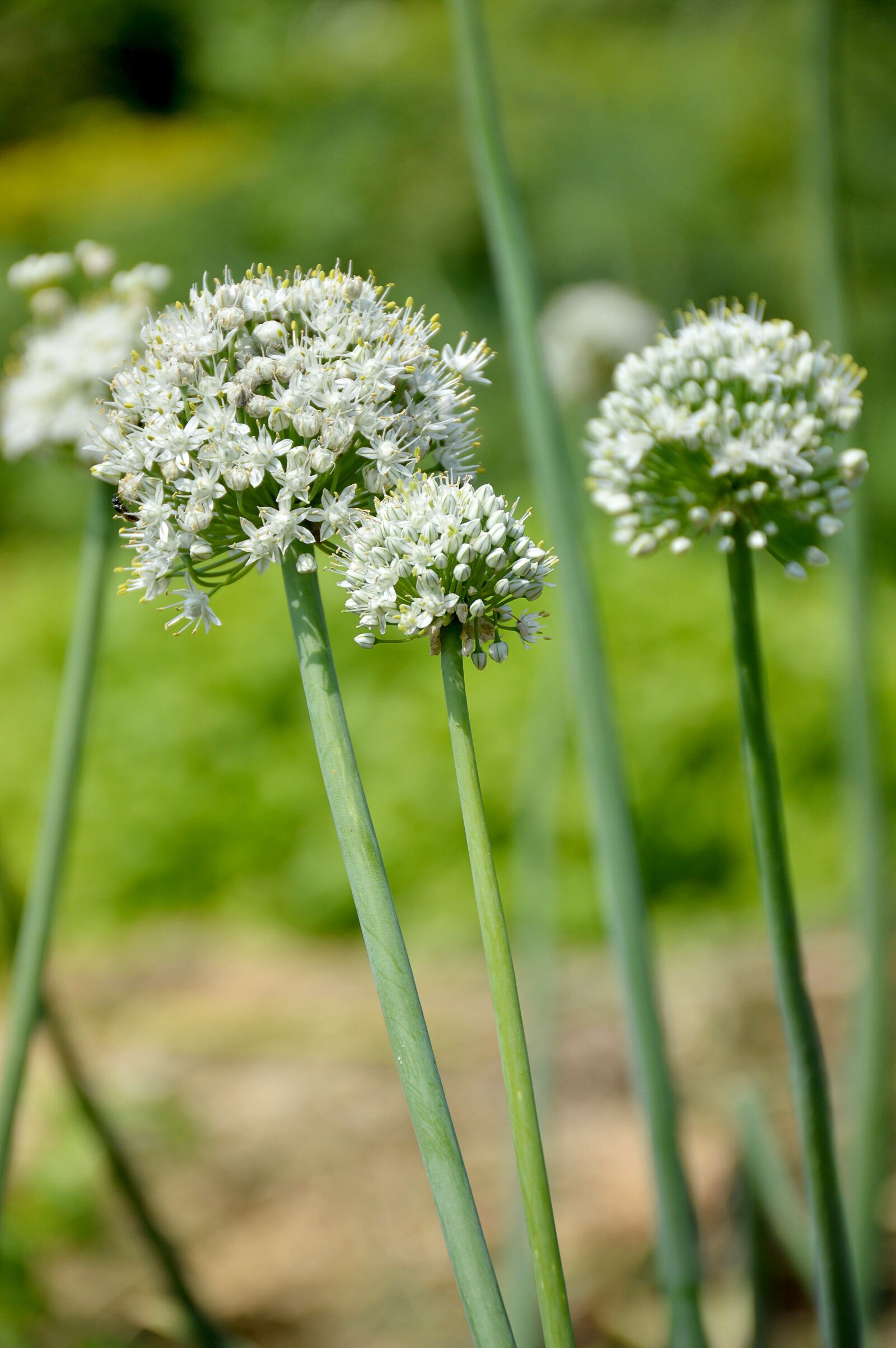 Nikon D3200 sample photo. Onion, summer, greens photography