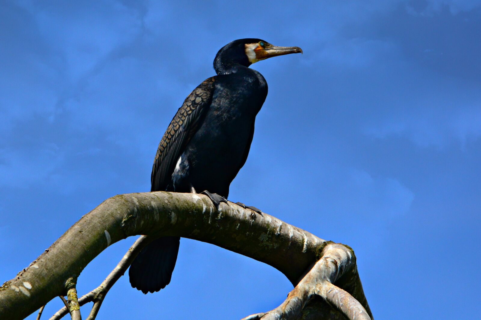 Nikon D7100 sample photo. Cormorant, bird, animal photography