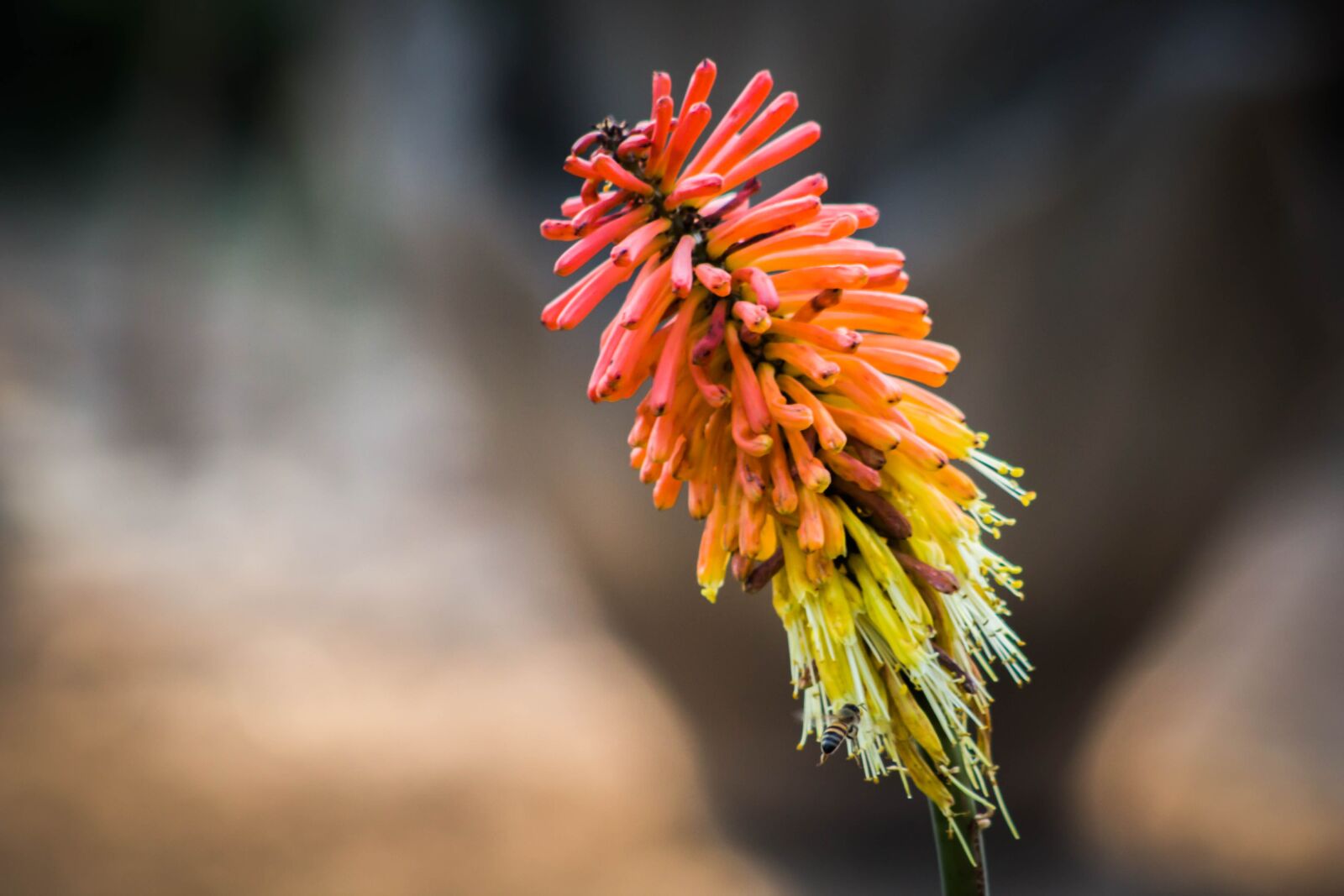 Canon EOS 600D (Rebel EOS T3i / EOS Kiss X5) sample photo. Flower, ibisco, garden photography
