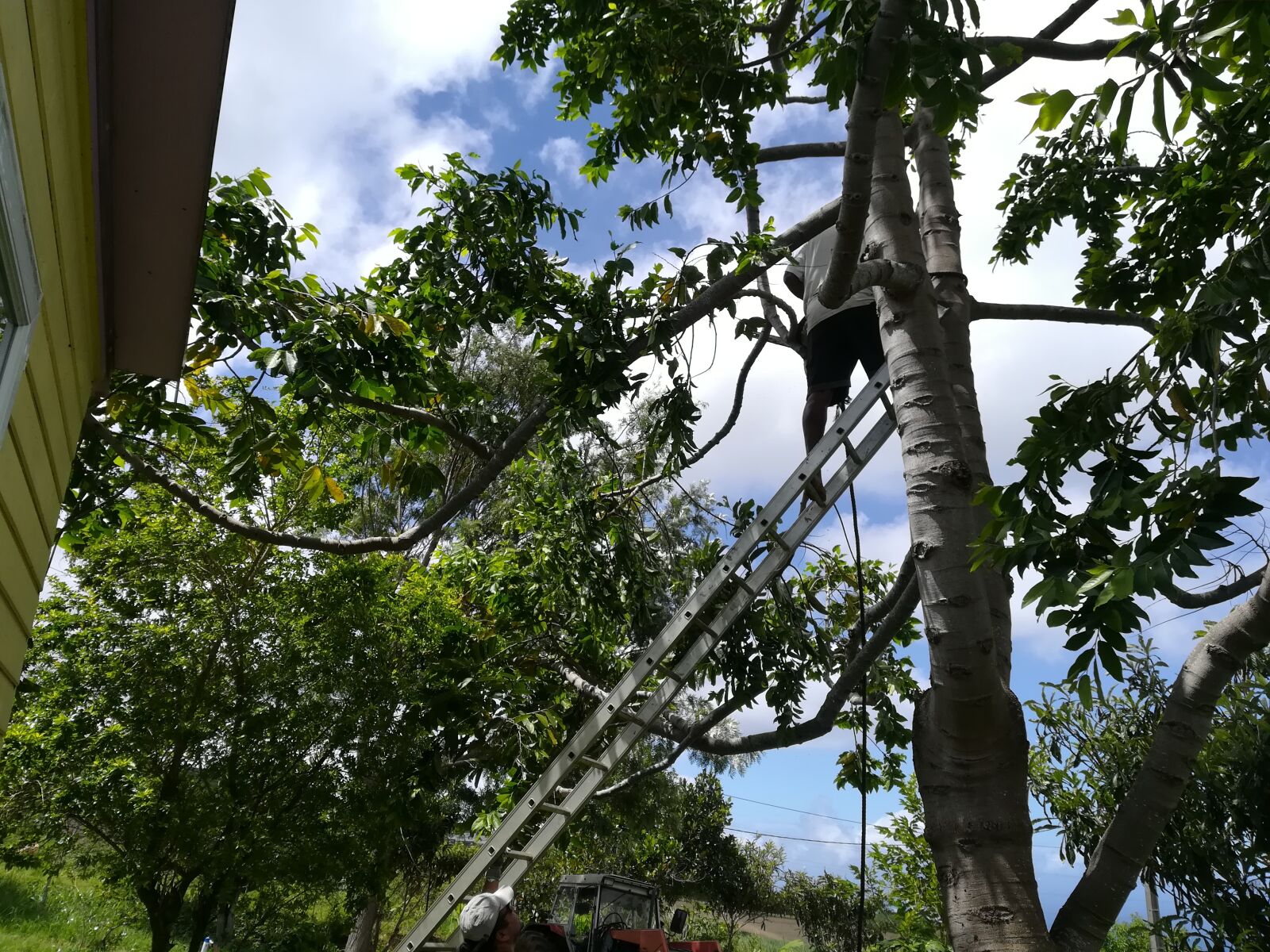 HUAWEI P10 lite sample photo. Tree, man, nature photography