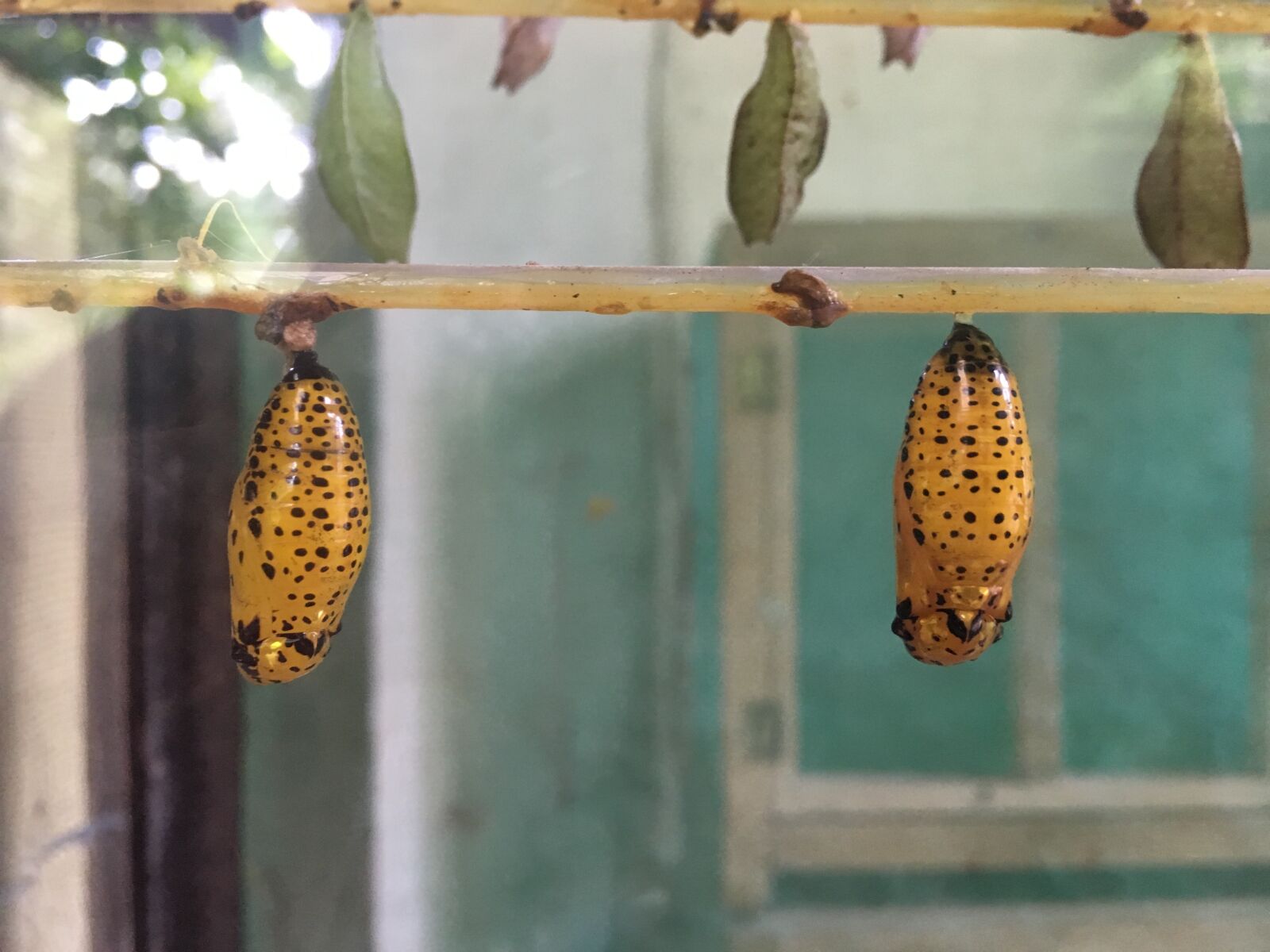 Apple iPhone 6s sample photo. Larva, butterfly, nature photography
