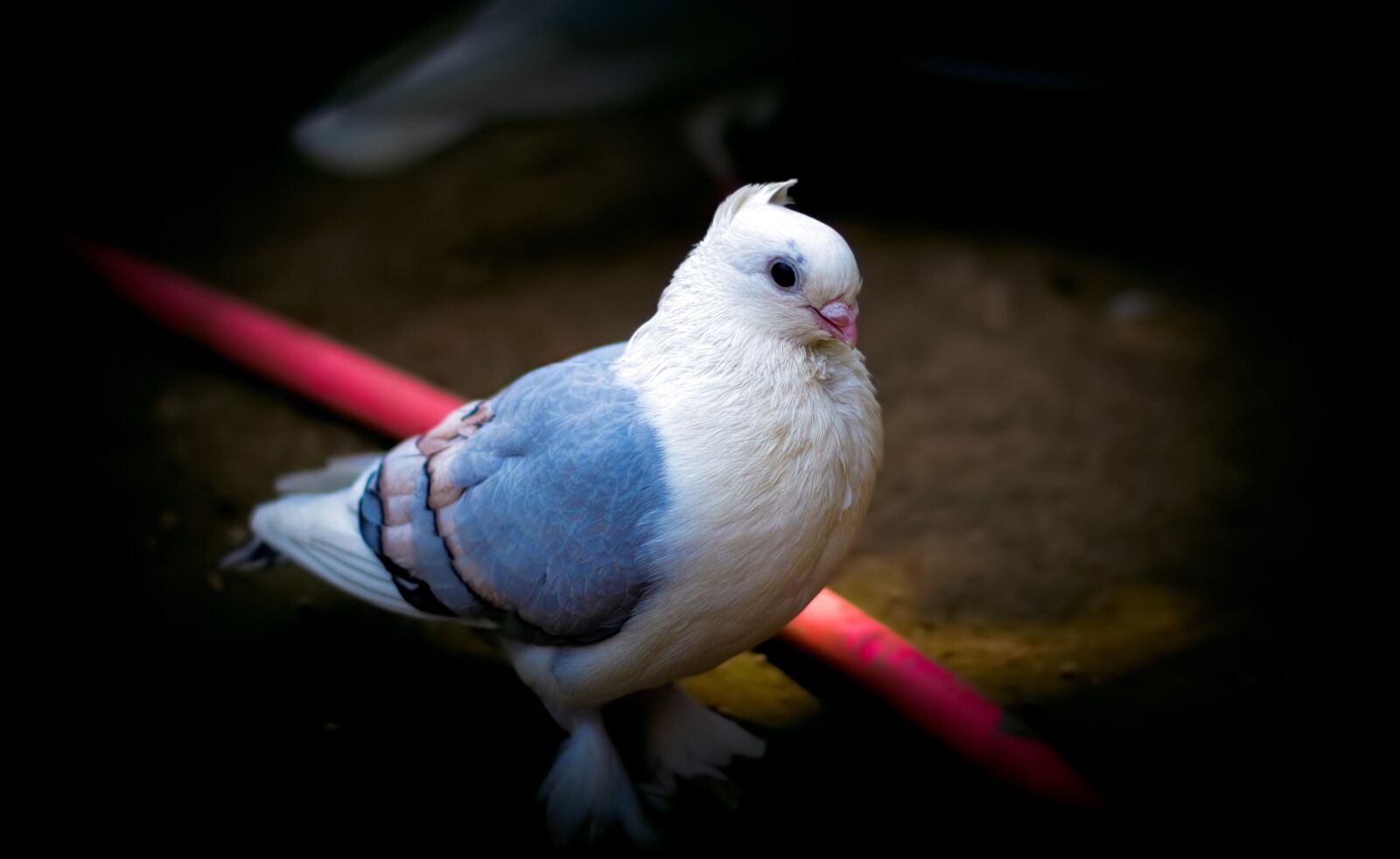 Canon EOS 700D (EOS Rebel T5i / EOS Kiss X7i) + Canon EF 50mm F1.8 II sample photo. Pigeon, bird, white photography