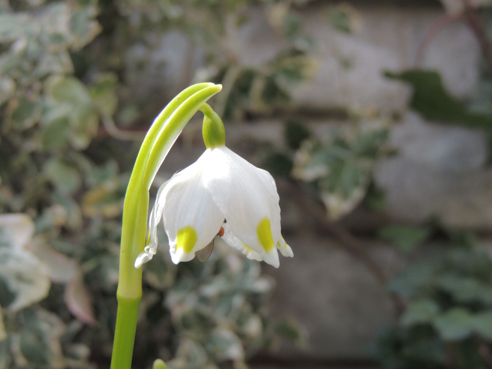 Nikon Coolpix P510 sample photo. Flower, campanulate, garden photography