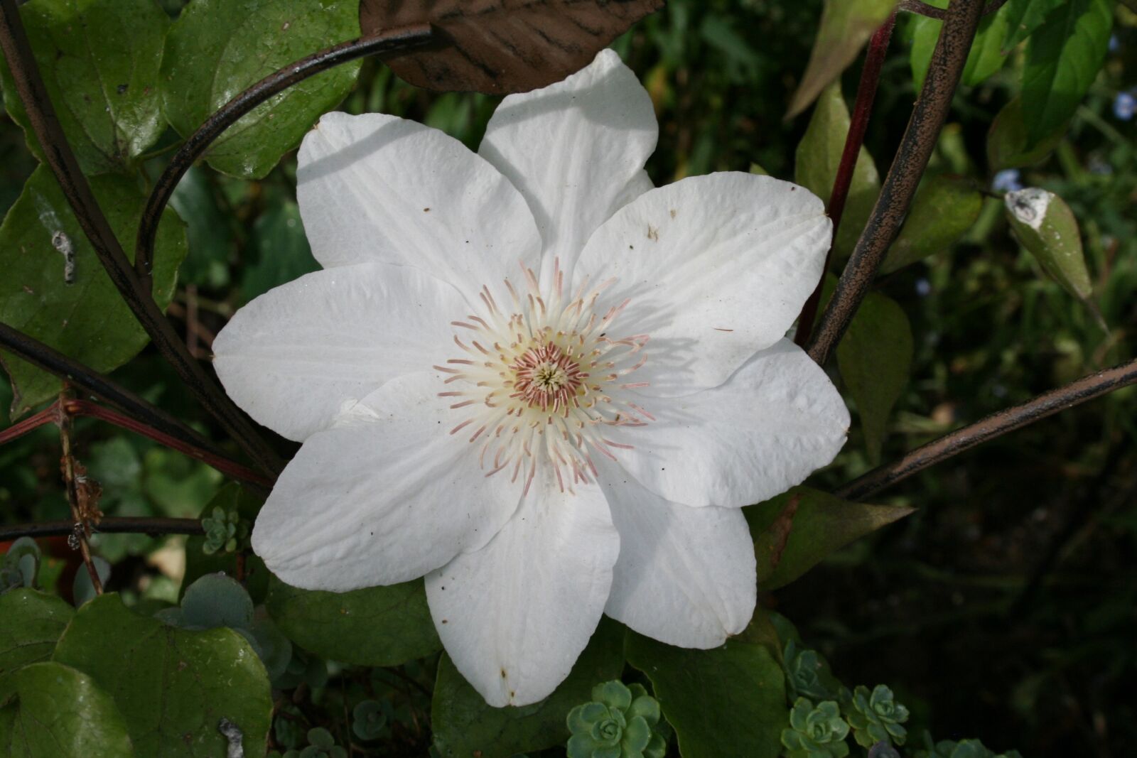 Canon EOS 350D (EOS Digital Rebel XT / EOS Kiss Digital N) sample photo. White, flower, white flower photography