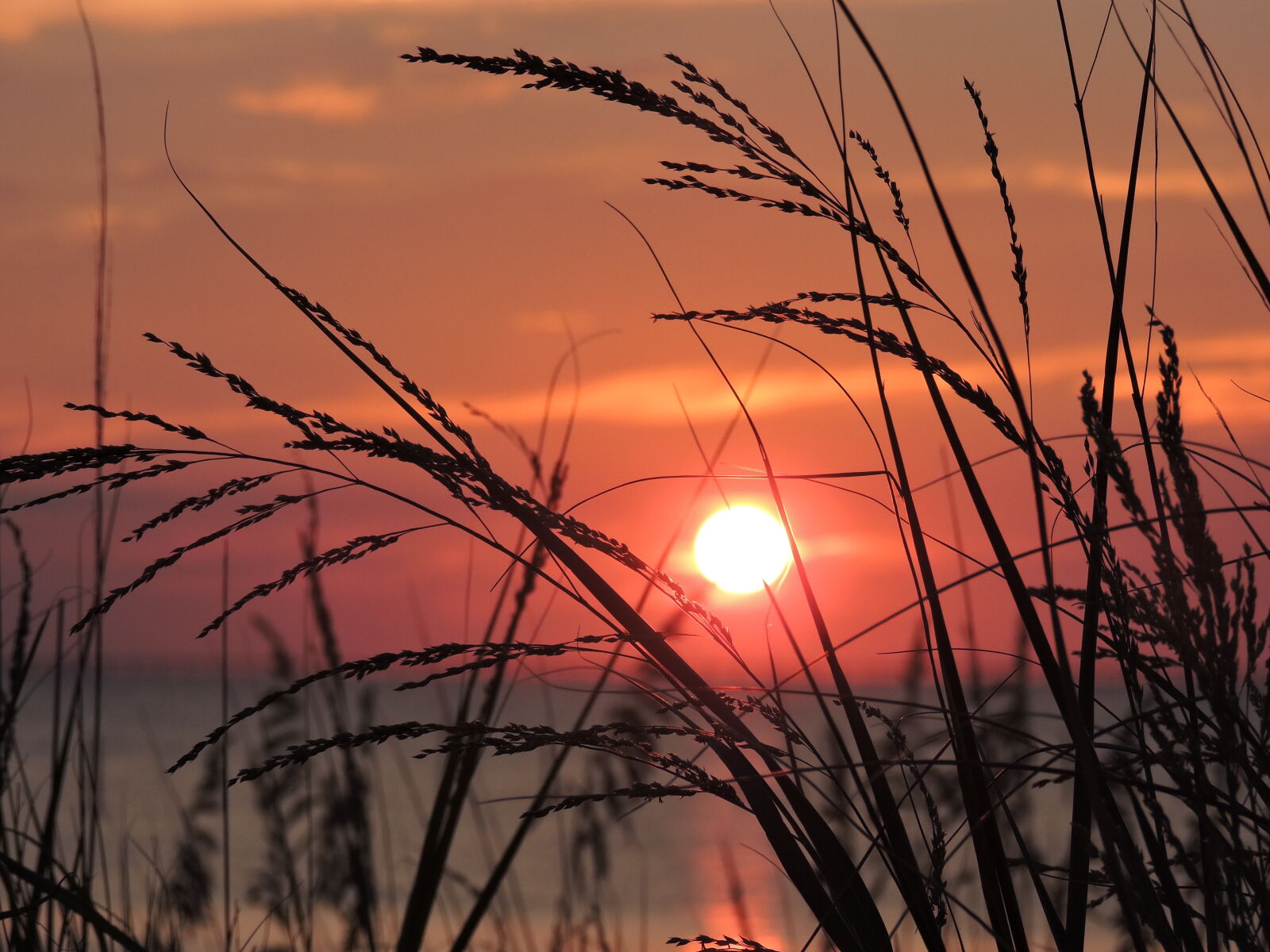 Nikon Coolpix P530 sample photo. Sunset, tall, grass photography