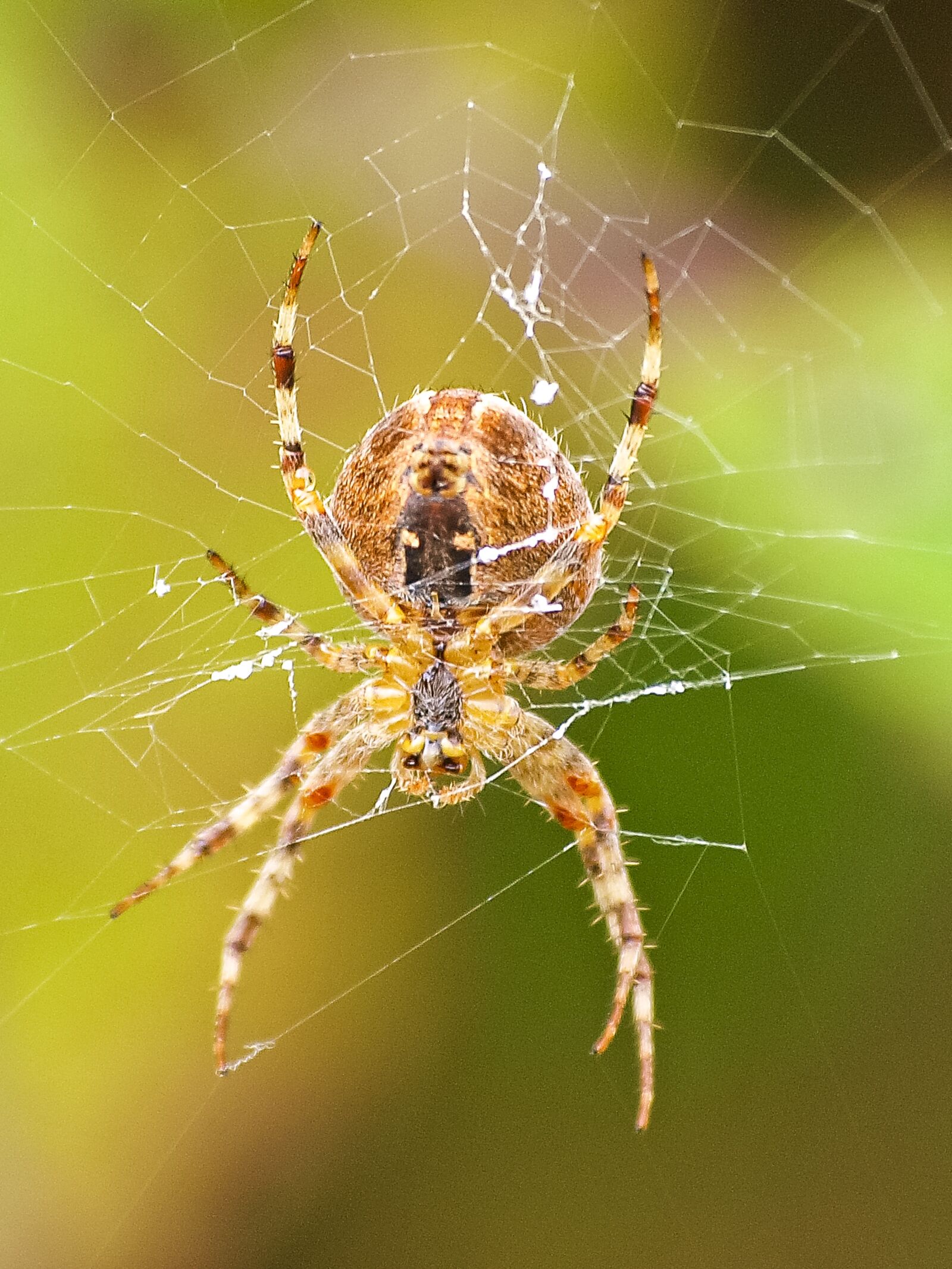 Olympus E-3 sample photo. Spider, garden spider, araneus photography