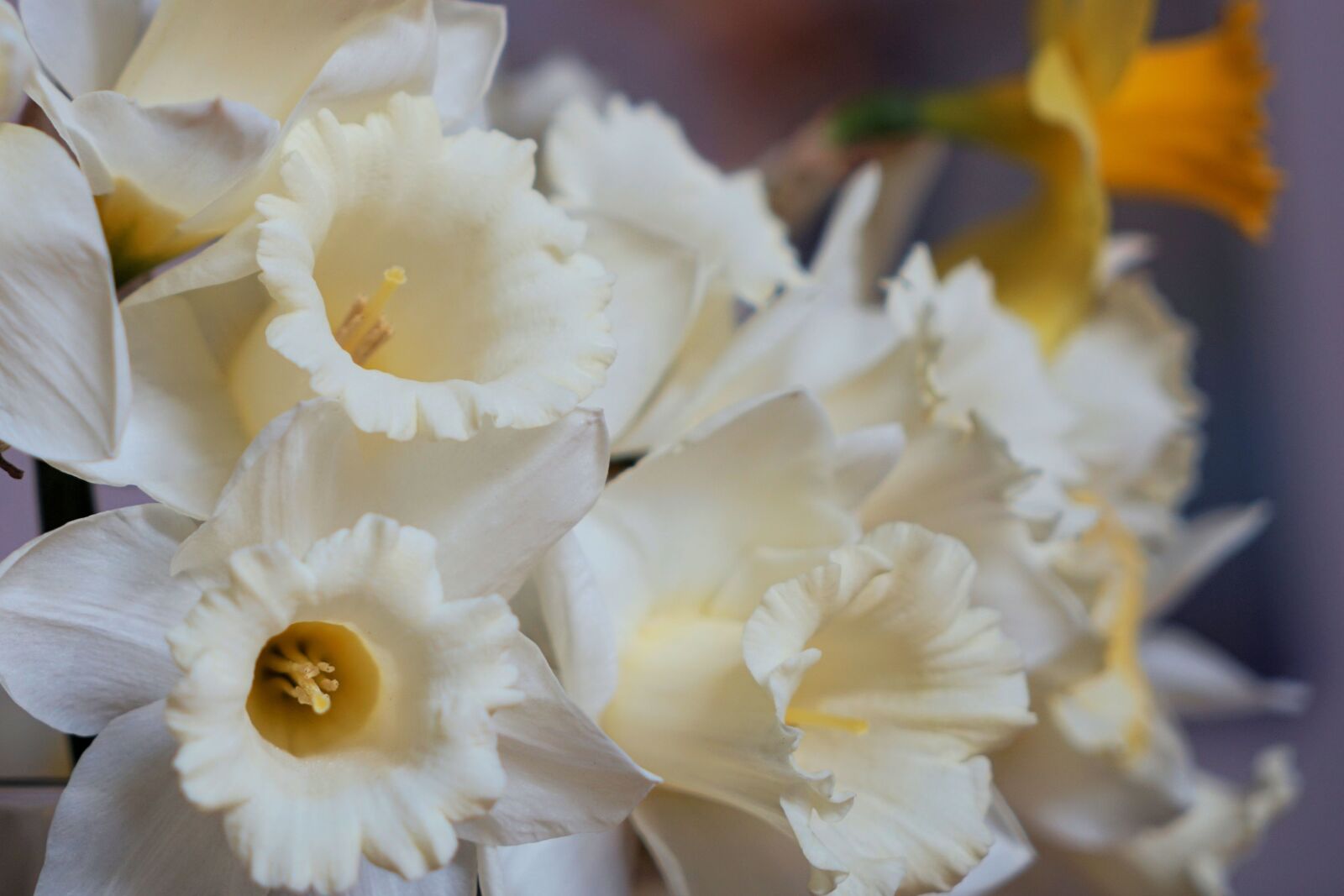 Sony a7 II + Sony Vario Tessar T* FE 24-70mm F4 ZA OSS sample photo. Narcissus, spring, flower photography