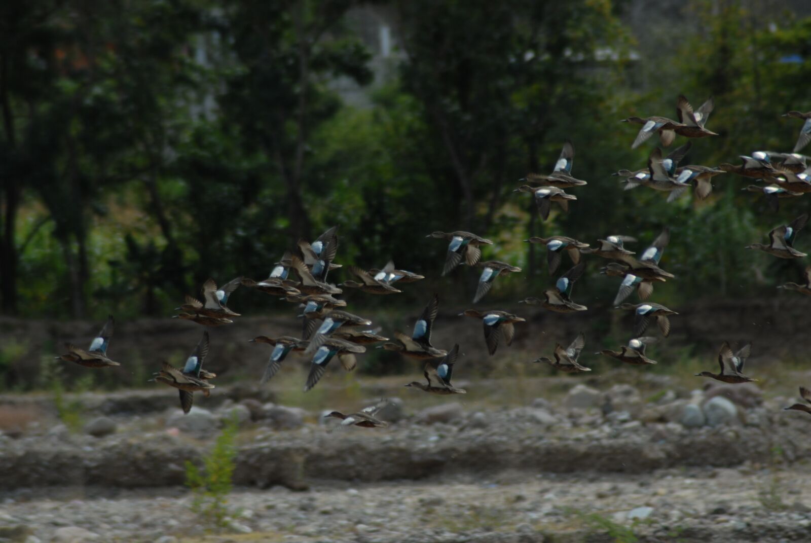 Nikon D200 sample photo. Wild ducks, ave, waterfowl photography