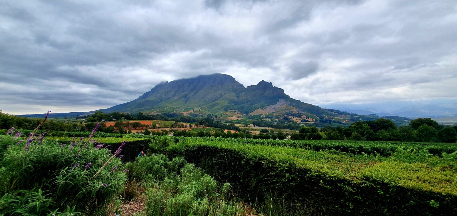 Samsung Galaxy S10+ sample photo. Delaire graff estate, stellenbosch photography