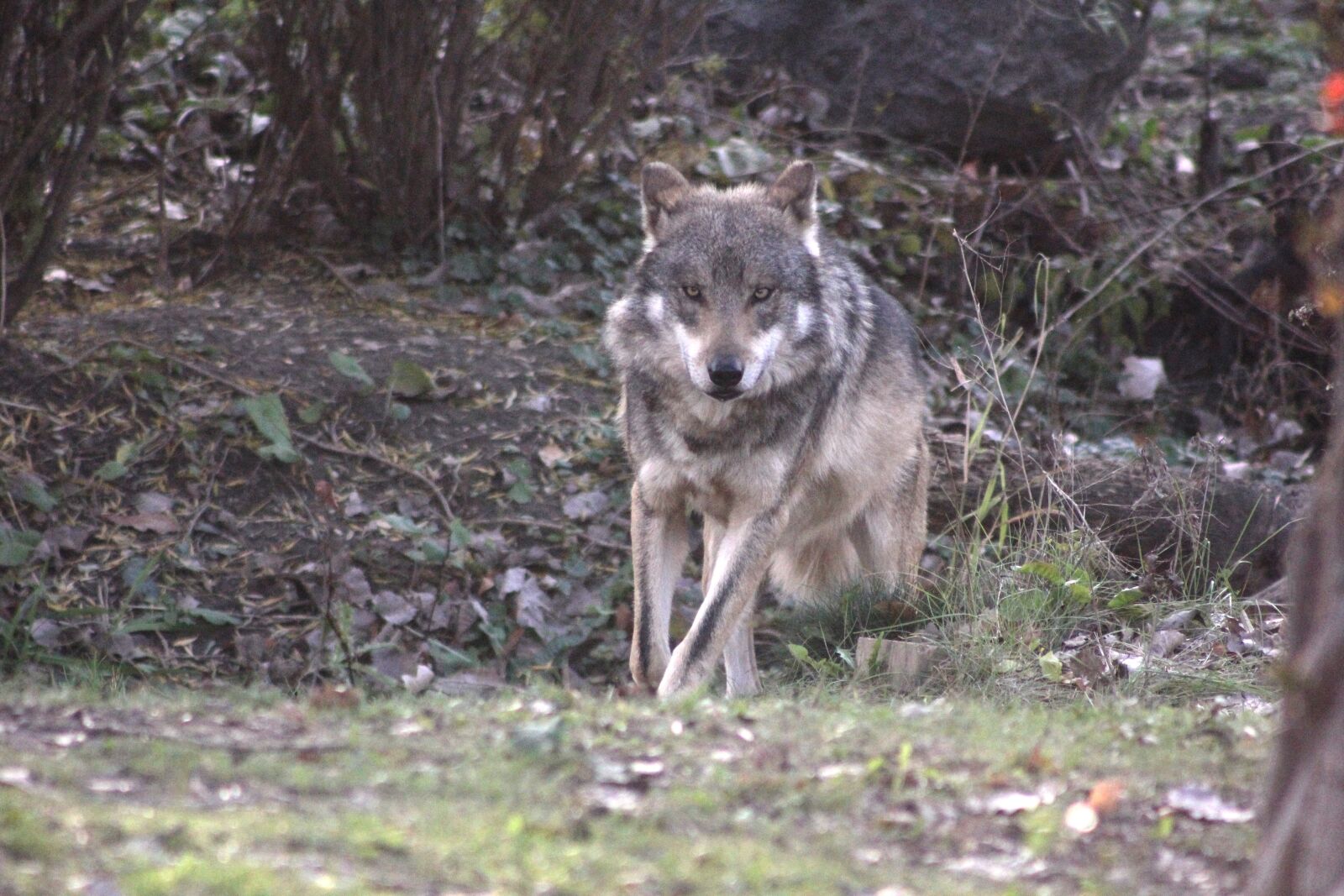 Canon EOS 60D sample photo. Wolf, mexican wolf, wildlife photography
