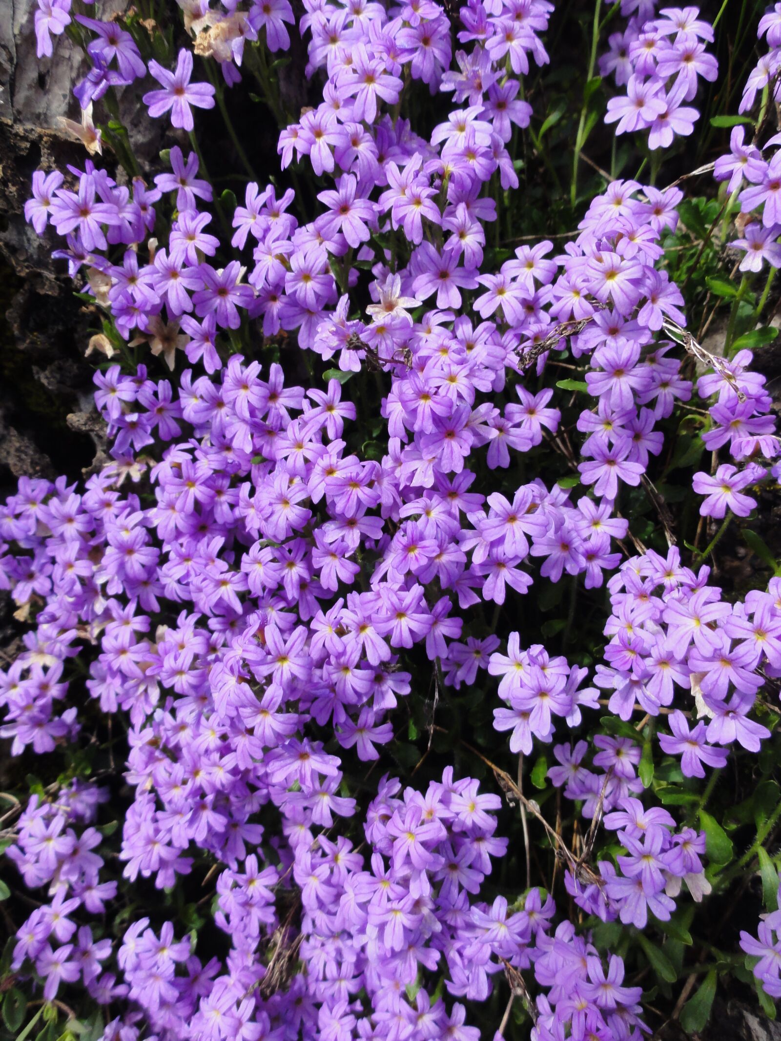 Sony DSC-HX5V sample photo. Thyme, wild, france photography