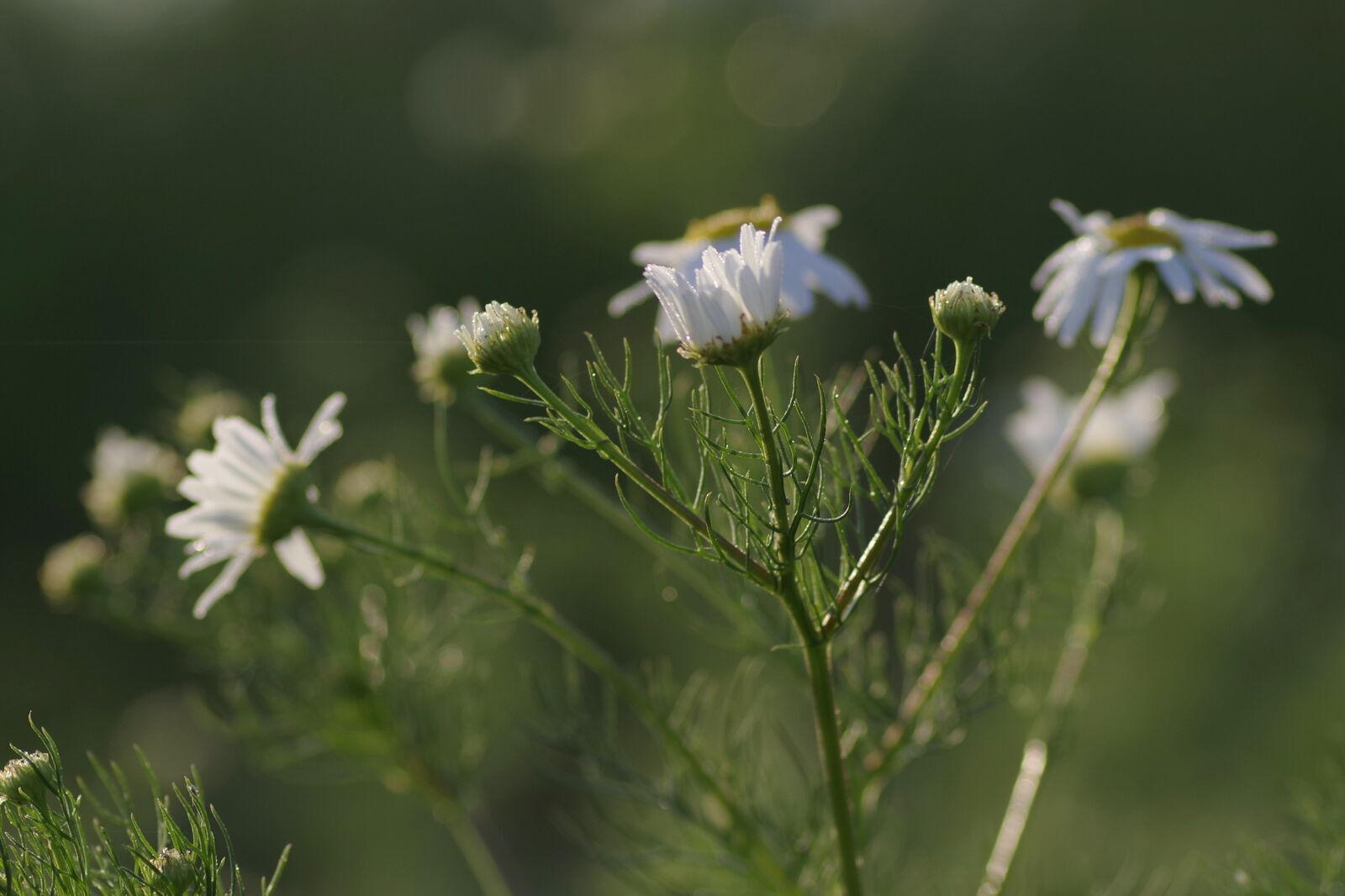 Pentax K-S2 sample photo. Chamomile, herbs, meadow photography