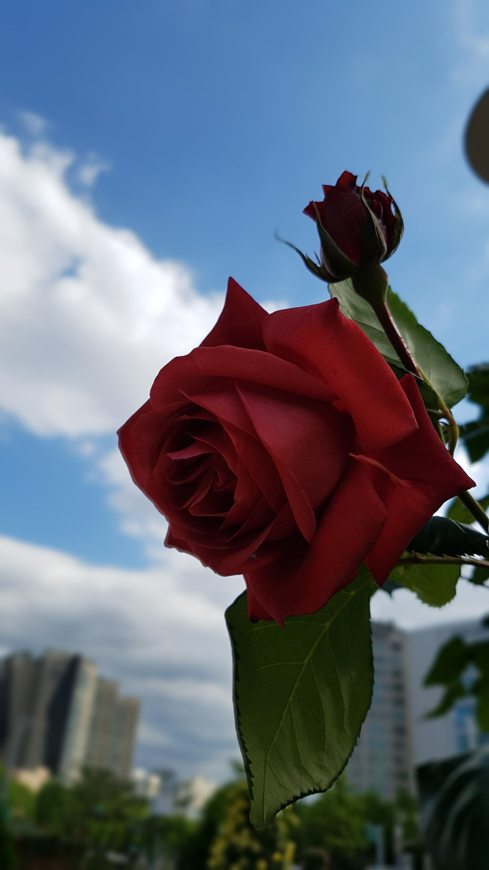 Samsung Galaxy S7 Edge sample photo. Rose, sky, spring photography
