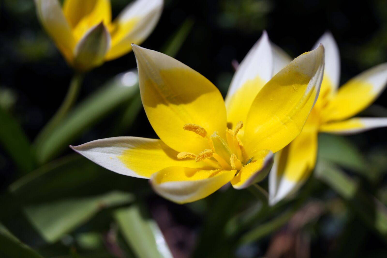 Sony DT 18-55mm F3.5-5.6 SAM II sample photo. Nature, flower, plant photography