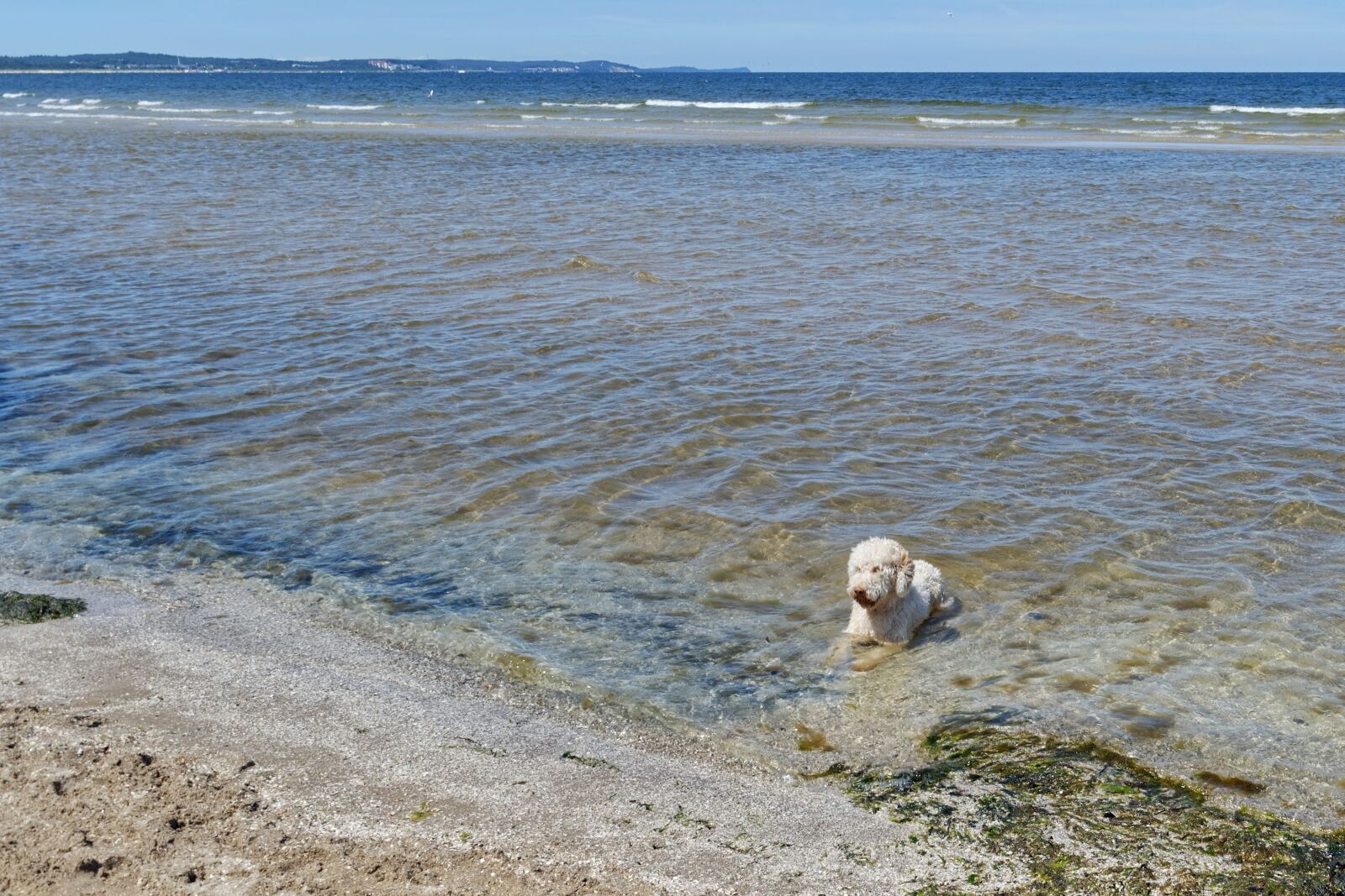 Nikon D5100 sample photo. Dog, water, great photography
