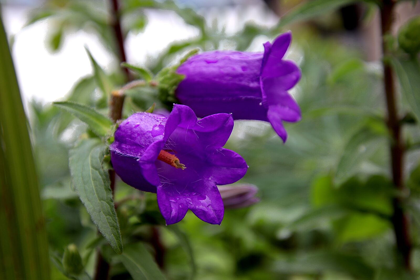 Canon EOS 800D (EOS Rebel T7i / EOS Kiss X9i) sample photo. Bellflower, bell, campanula grandiflora photography