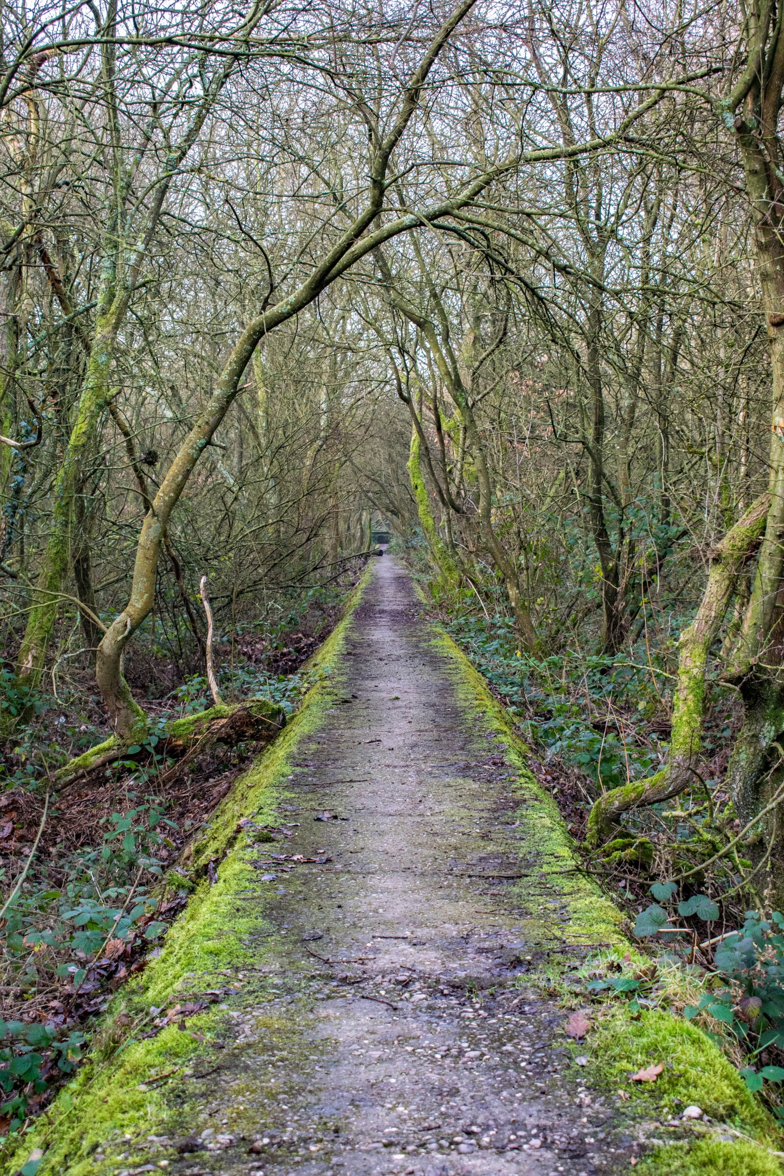 Nikon D3300 sample photo. Trees, wall, wood photography