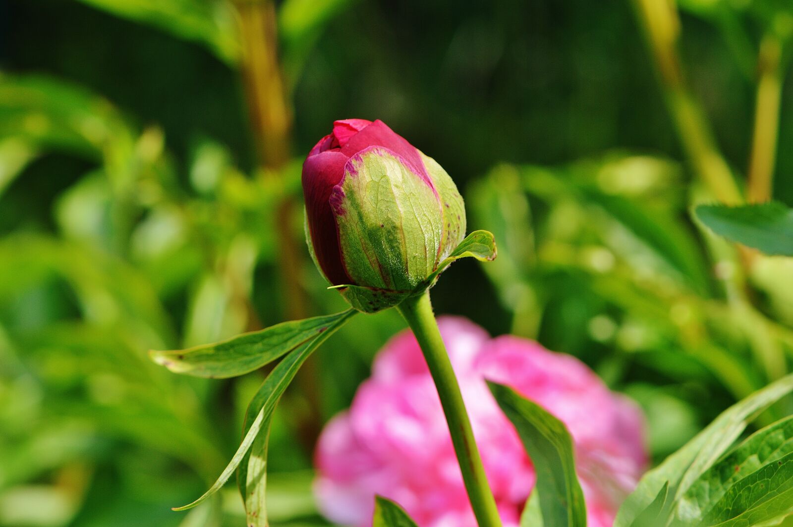 Nikon D3200 sample photo. Peony, bud, flower photography