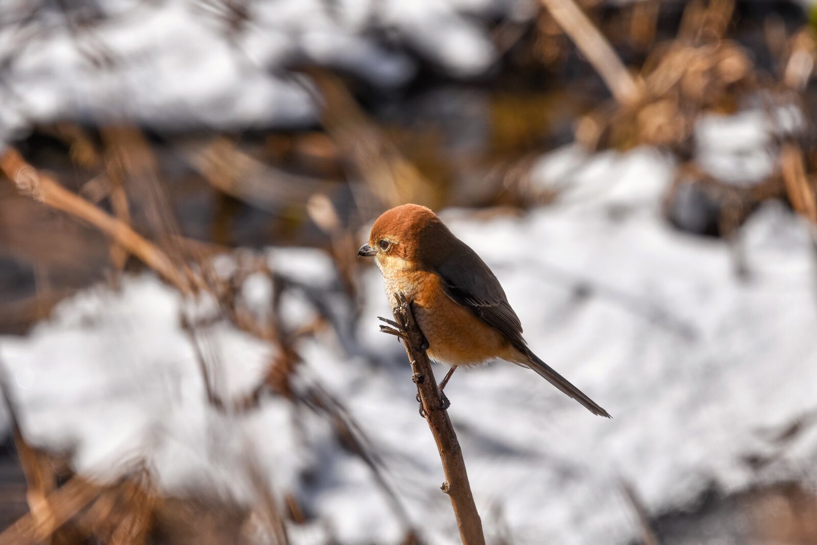 Nikon D7200 sample photo. Animal, river, water photography