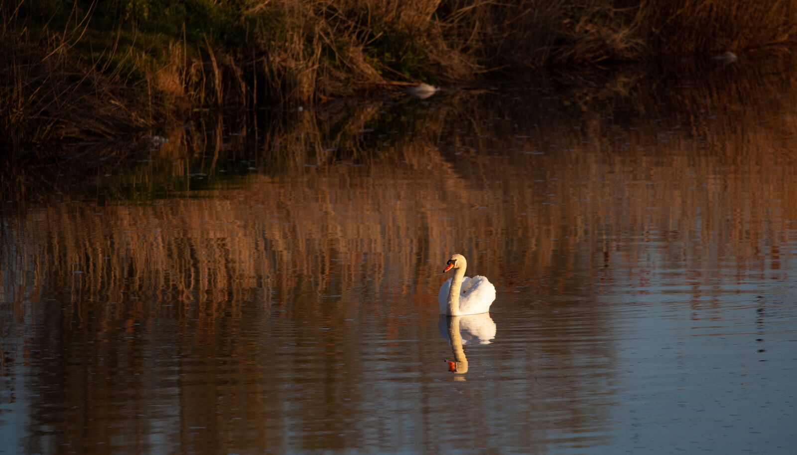 Canon EOS 5D Mark II sample photo. Swan, lake, river photography