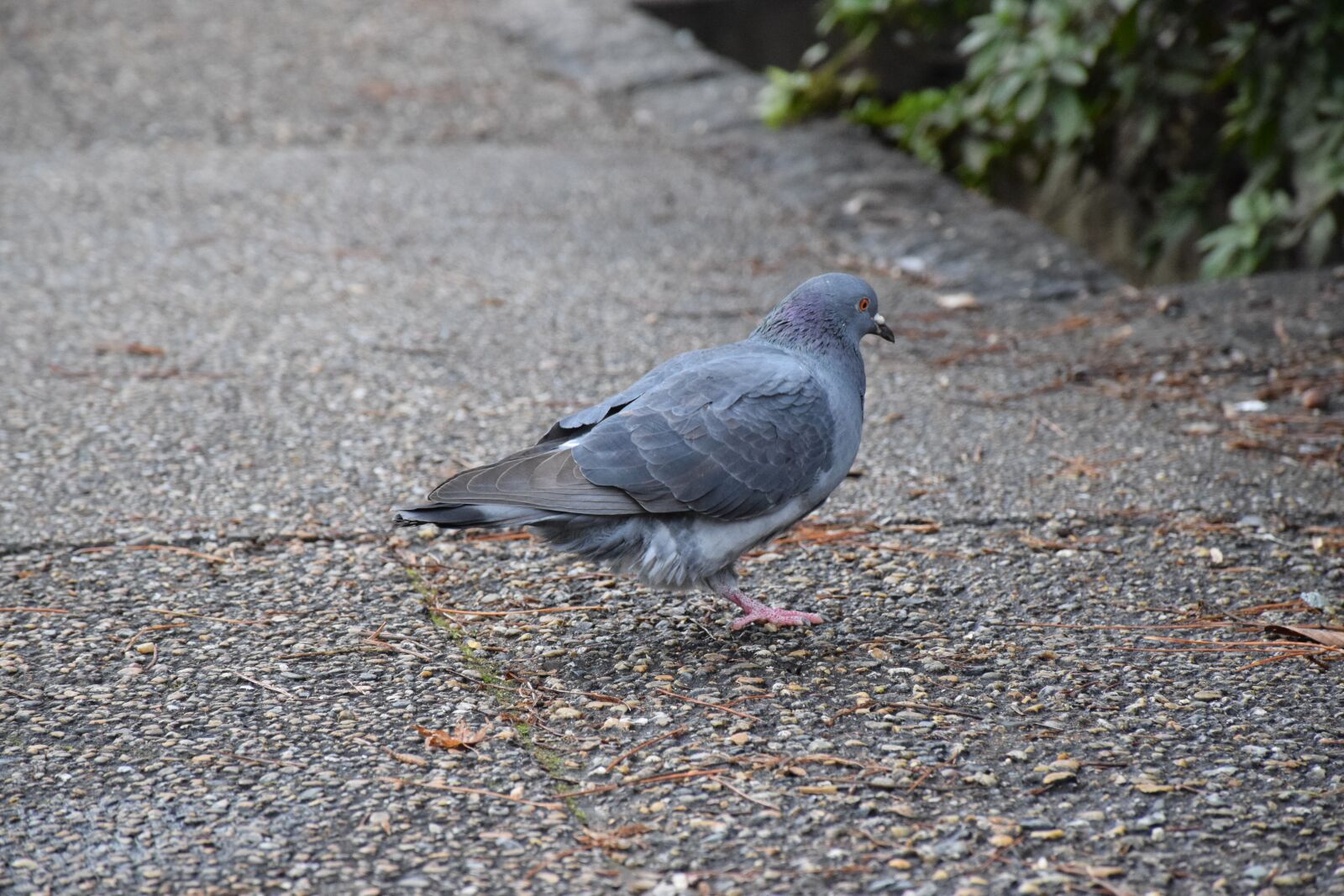 Nikon D5300 sample photo. Pigeon, one foot of photography