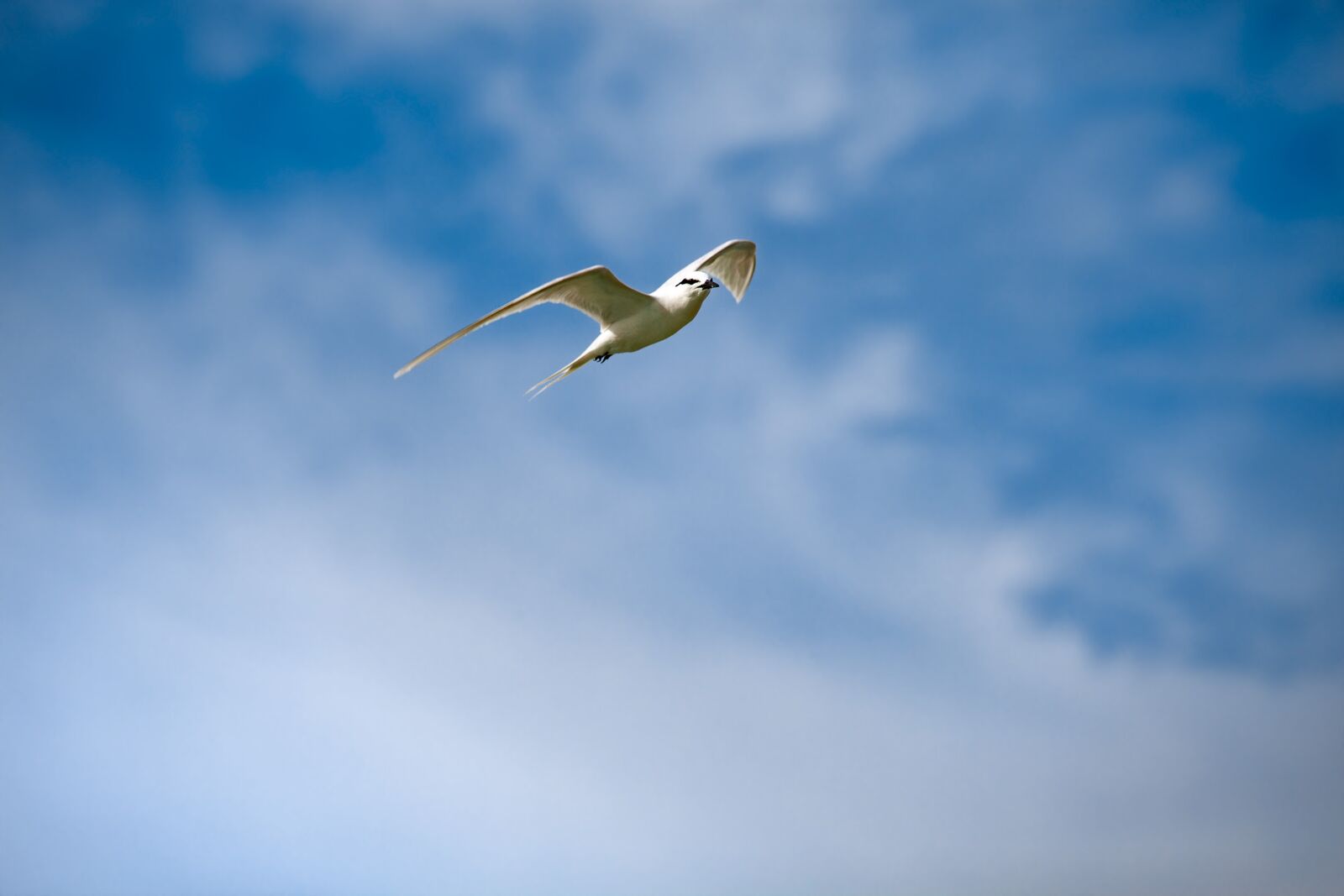 Canon EOS 5D Mark II sample photo. Wild birds, creature, flight photography
