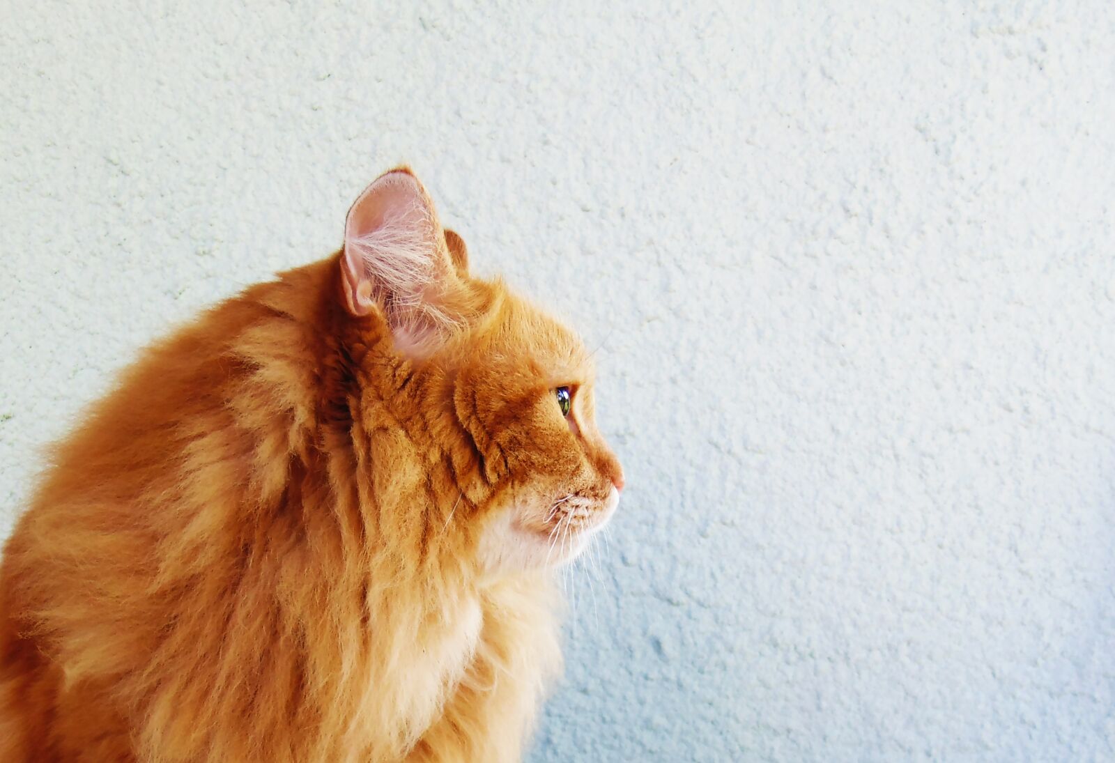 Sony DSC-H100 sample photo. Cat, redhead, fluffy cat photography