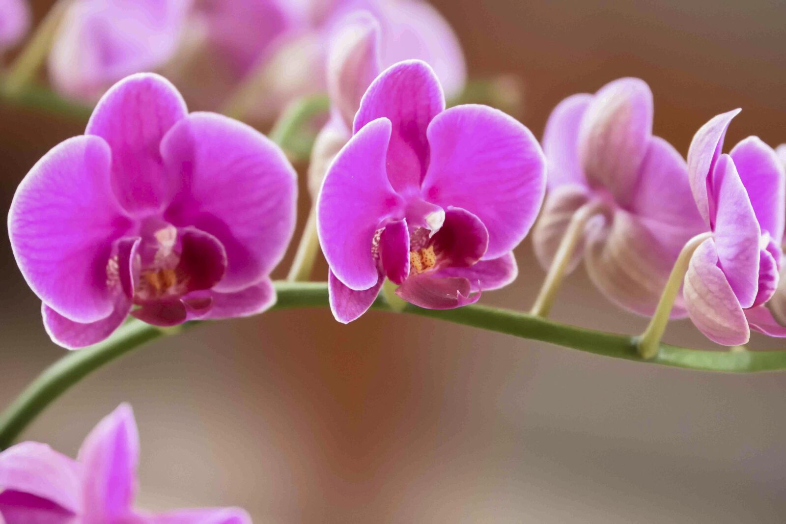 Nikon D7200 sample photo. Flower, lan, vietnam photography
