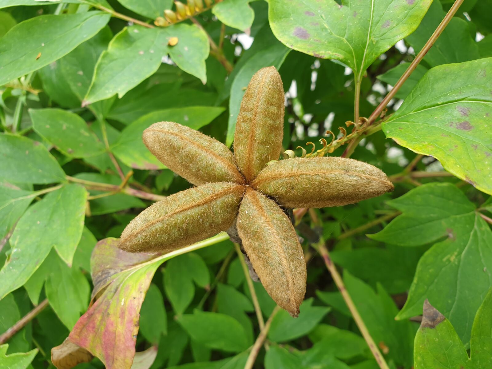 Samsung Galaxy Note9 sample photo. Fruit, wood, nature photography