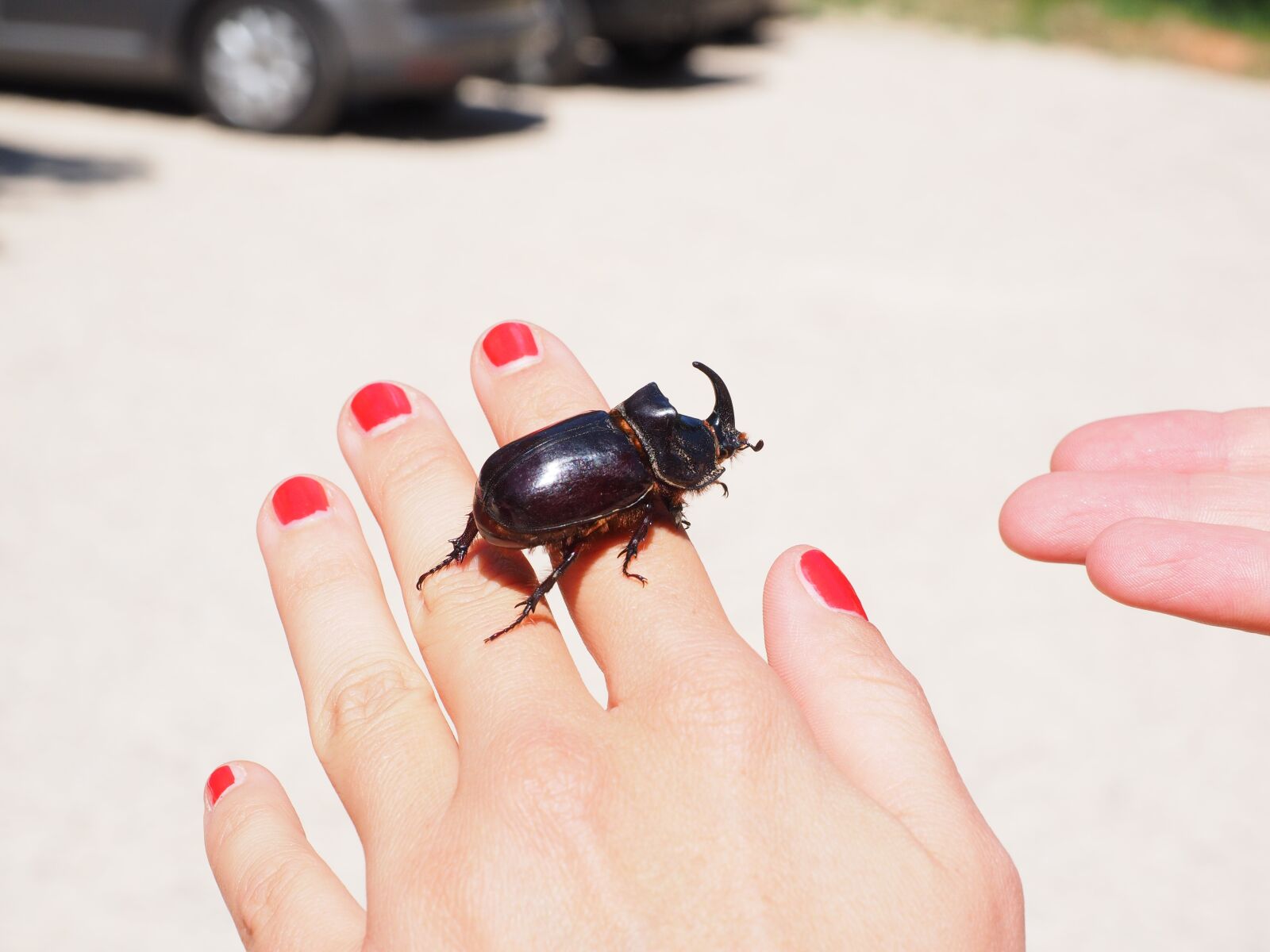 Olympus OM-D E-M1 + Olympus M.Zuiko Digital ED 12-40mm F2.8 Pro sample photo. Rhinoceros beetle, beetle, krabbeltier photography