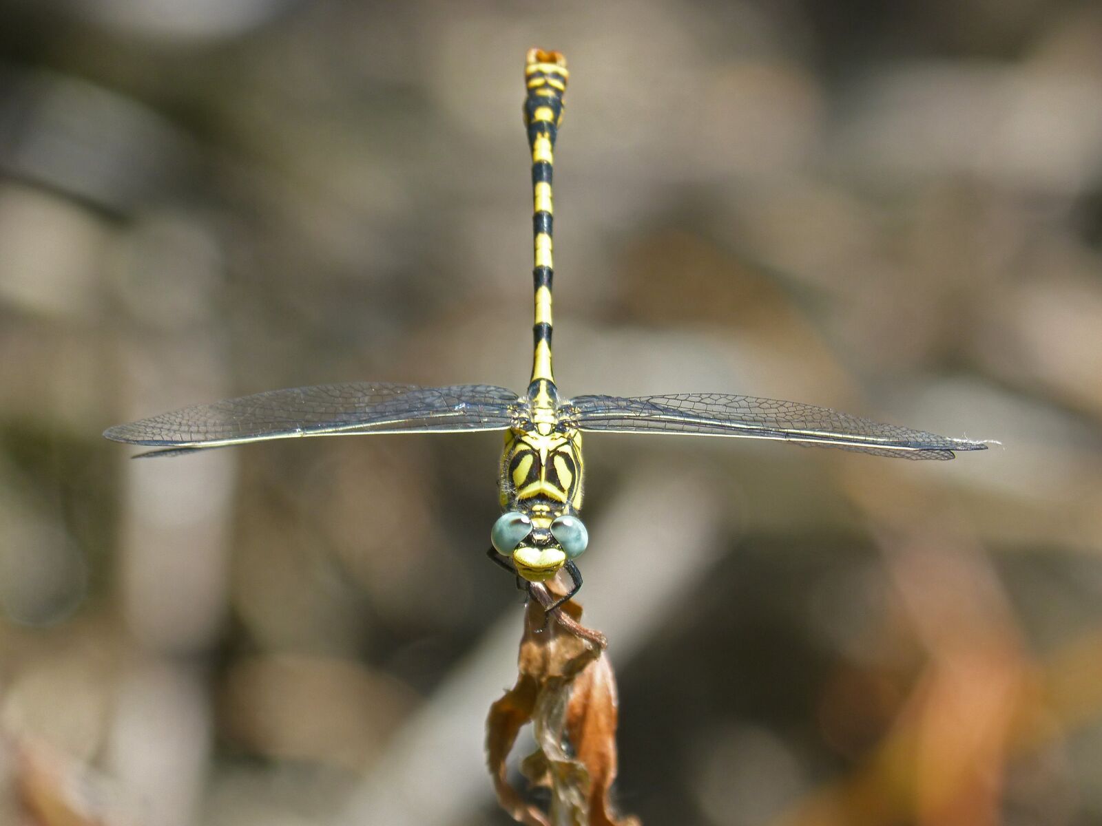 Panasonic DMC-FZ62 sample photo. Dragonfly, dragonfly tiger, onychogomphus photography