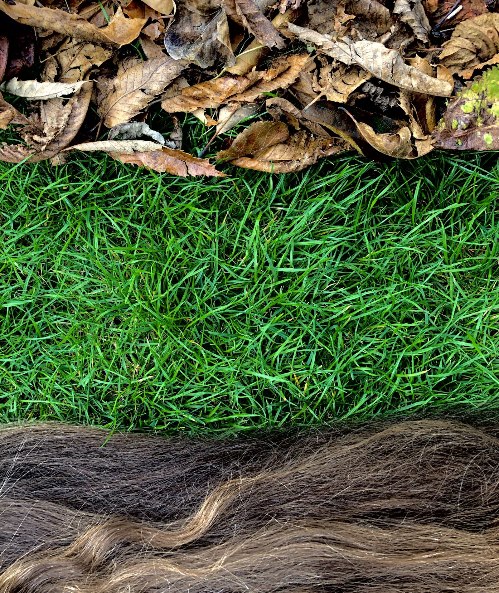 iPhone X back dual camera 4mm f/1.8 sample photo. Nature, grass, hair photography